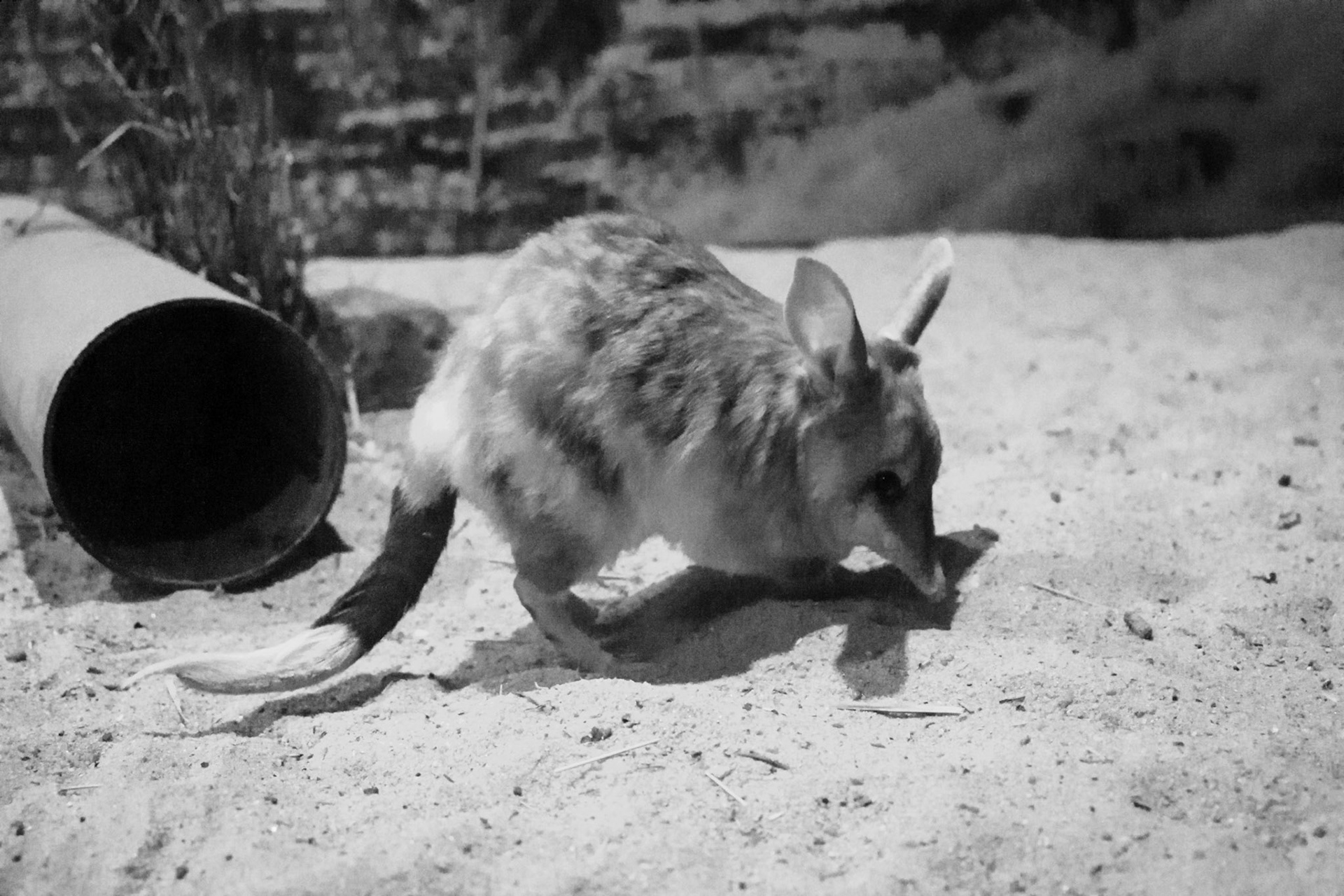 Charleville Bilby Experience