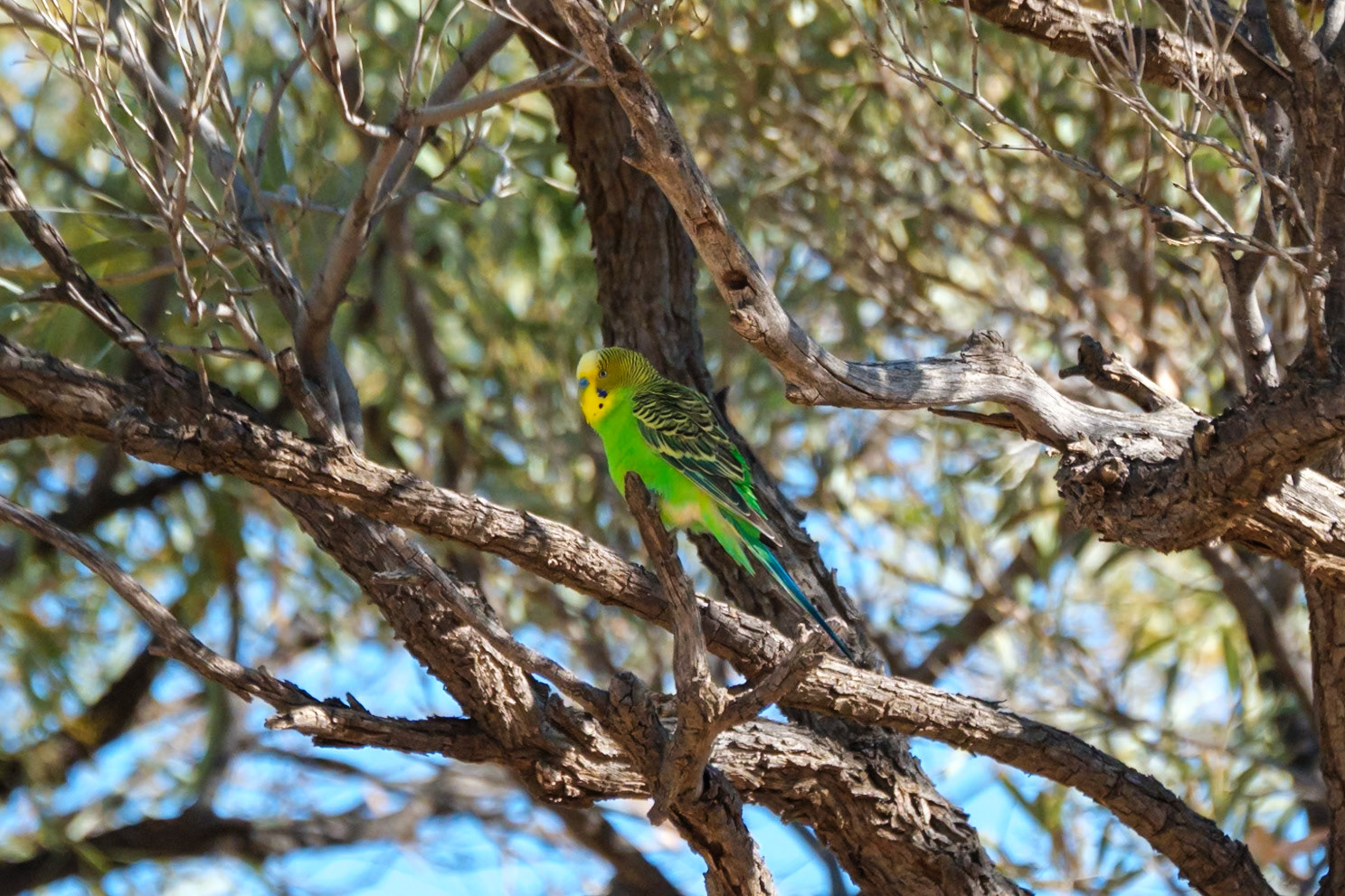 At "The Lake", Quilpie - Budgerigar