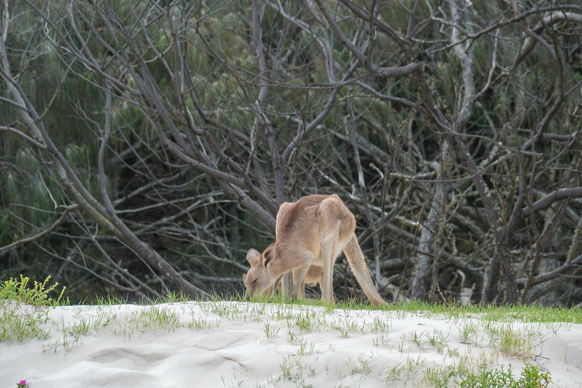 Kangaroos on the beach - Bribie Island National Park