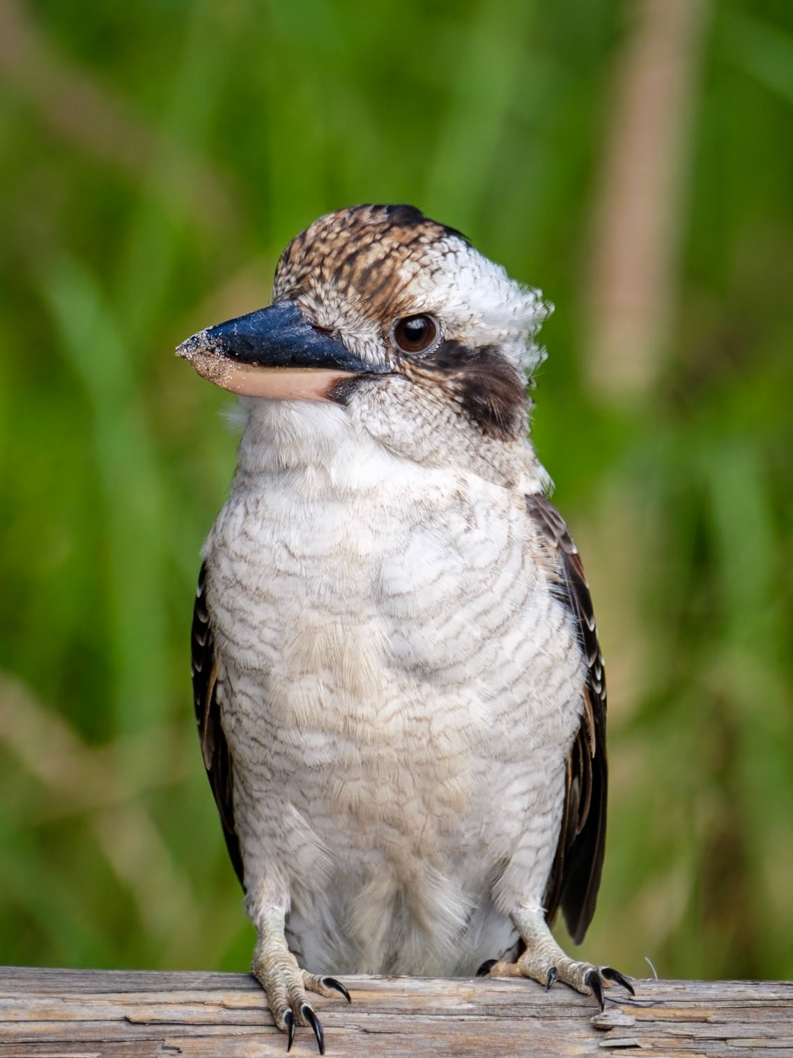 Kookaburra - Moreton Island