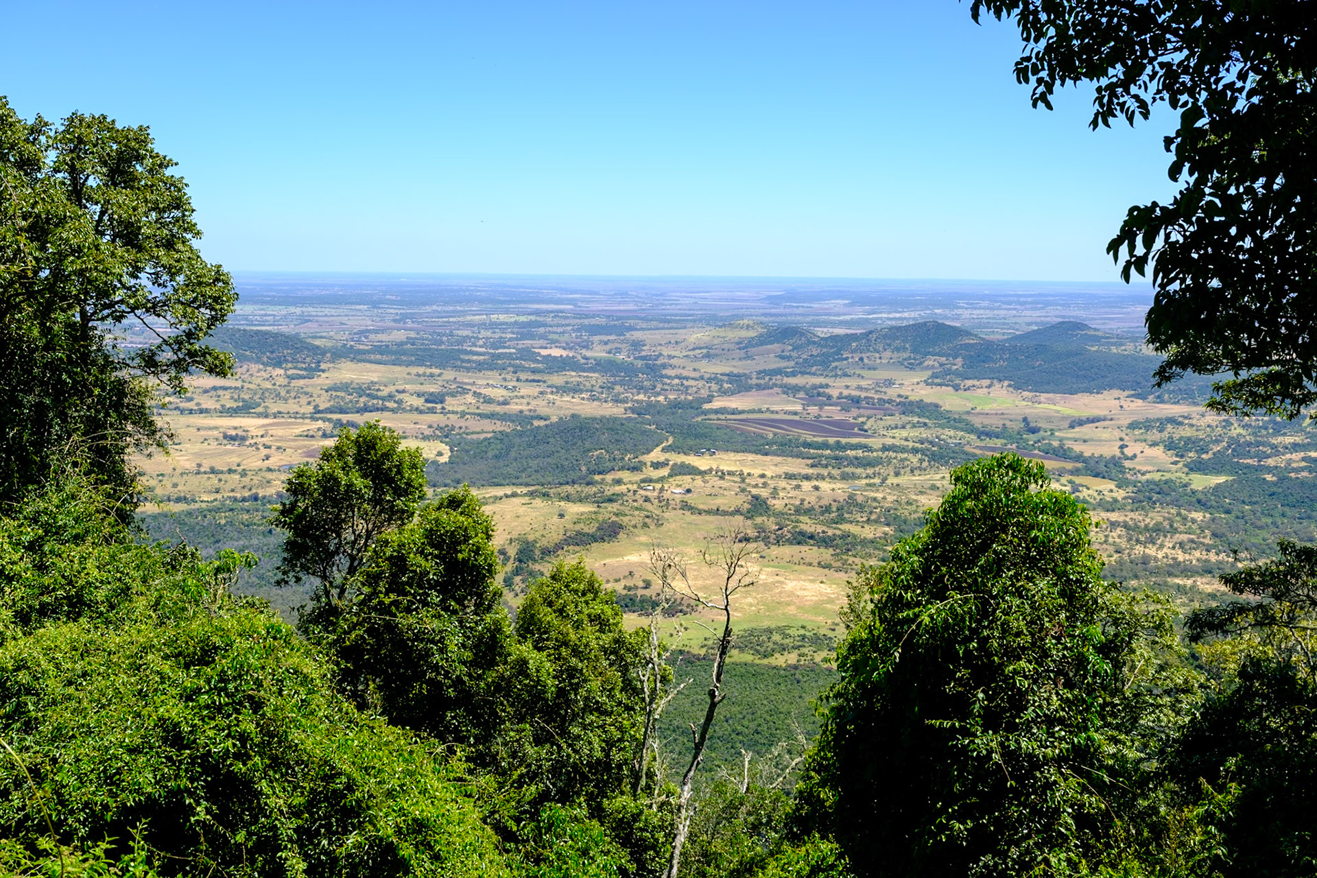 Bunya Mountains - Koondaii Circuit Walk