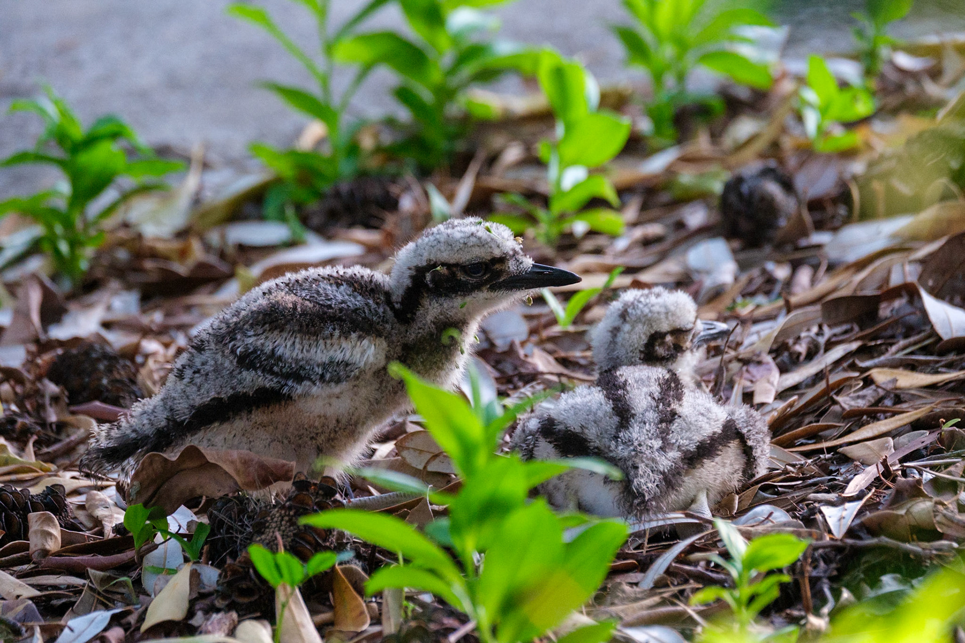 Bush Stone Curlew & chicks - Bribie Island National Park