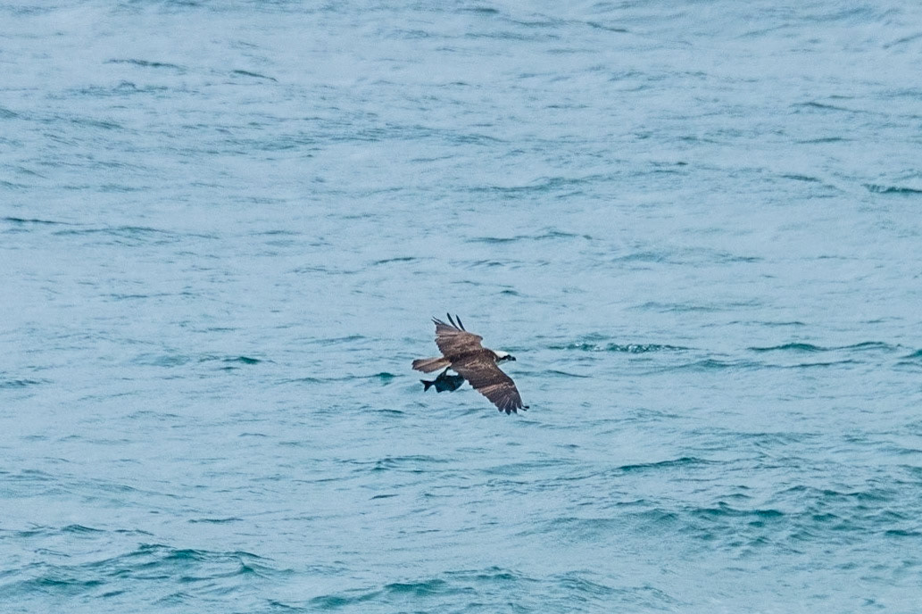 Osprey with catch in flight