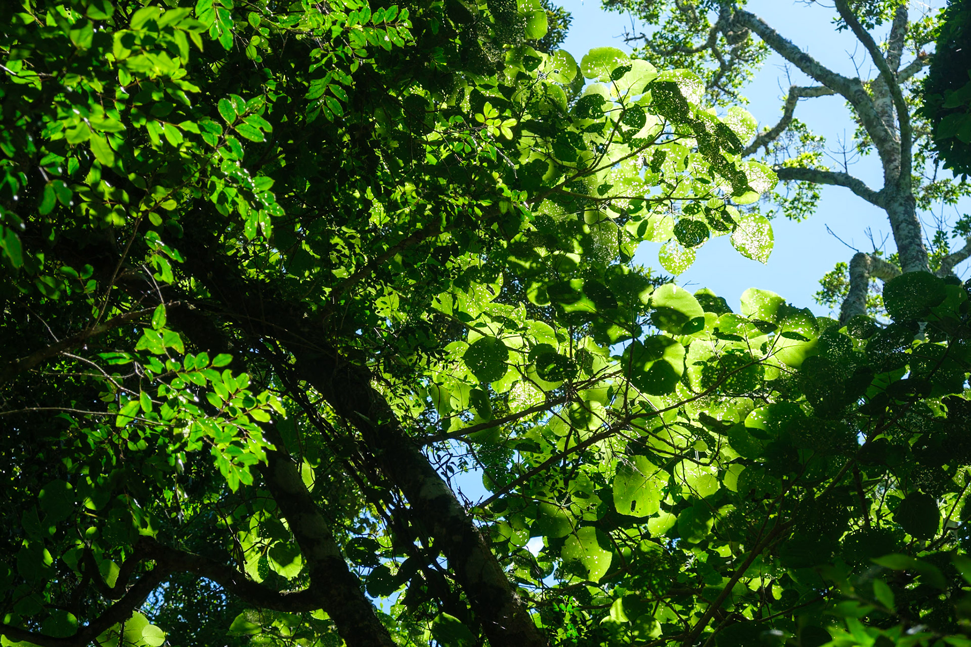 Bunya Mountains - Giant Stinging Tree