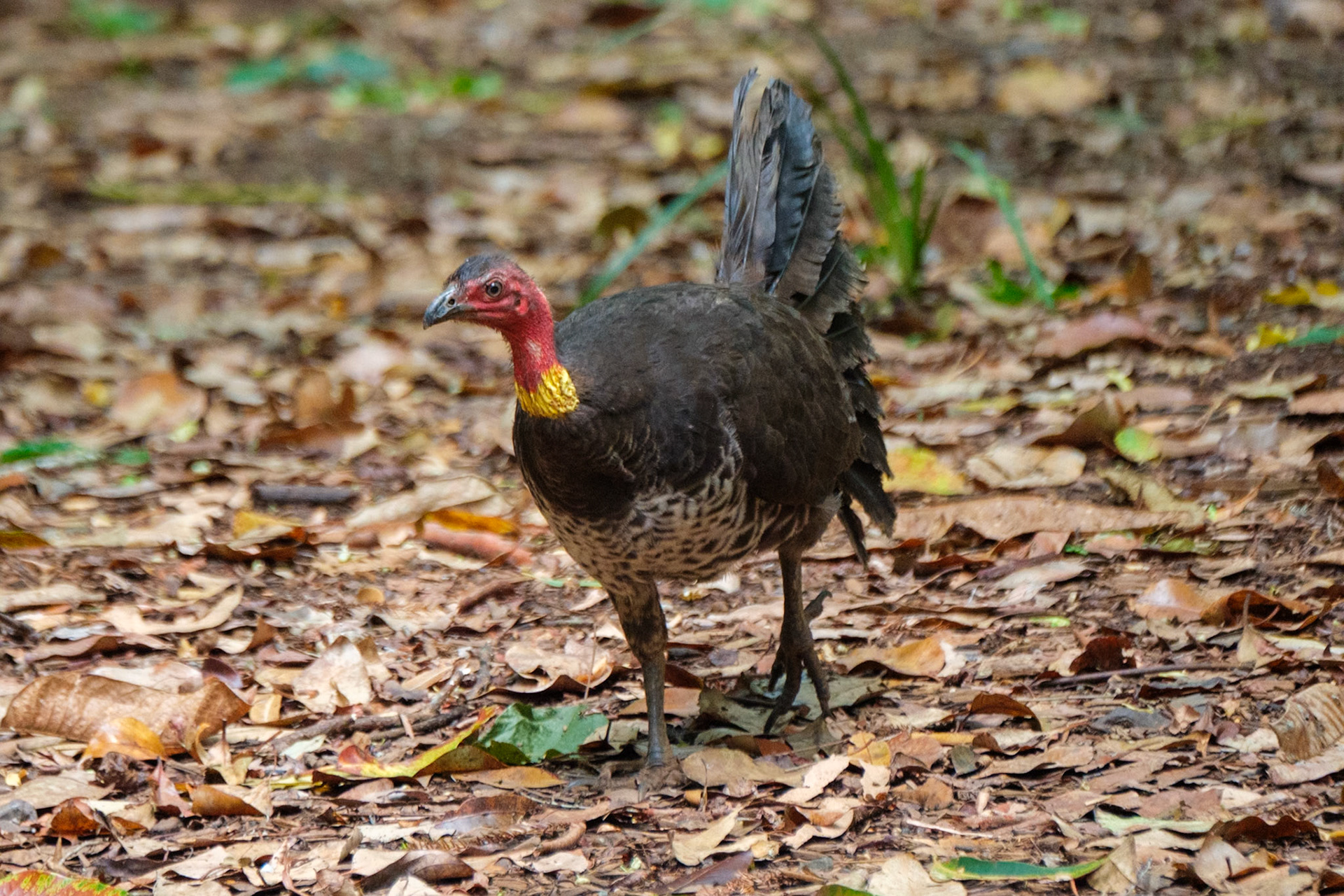 Australian Brush Turkey - Bouloumba Creek, Conandale National Park