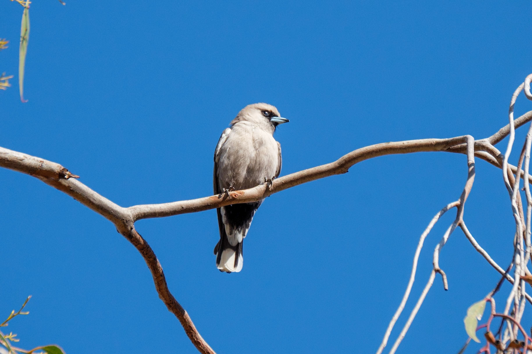 At "The Lake", Quilpie - Black-faced Woodswallow