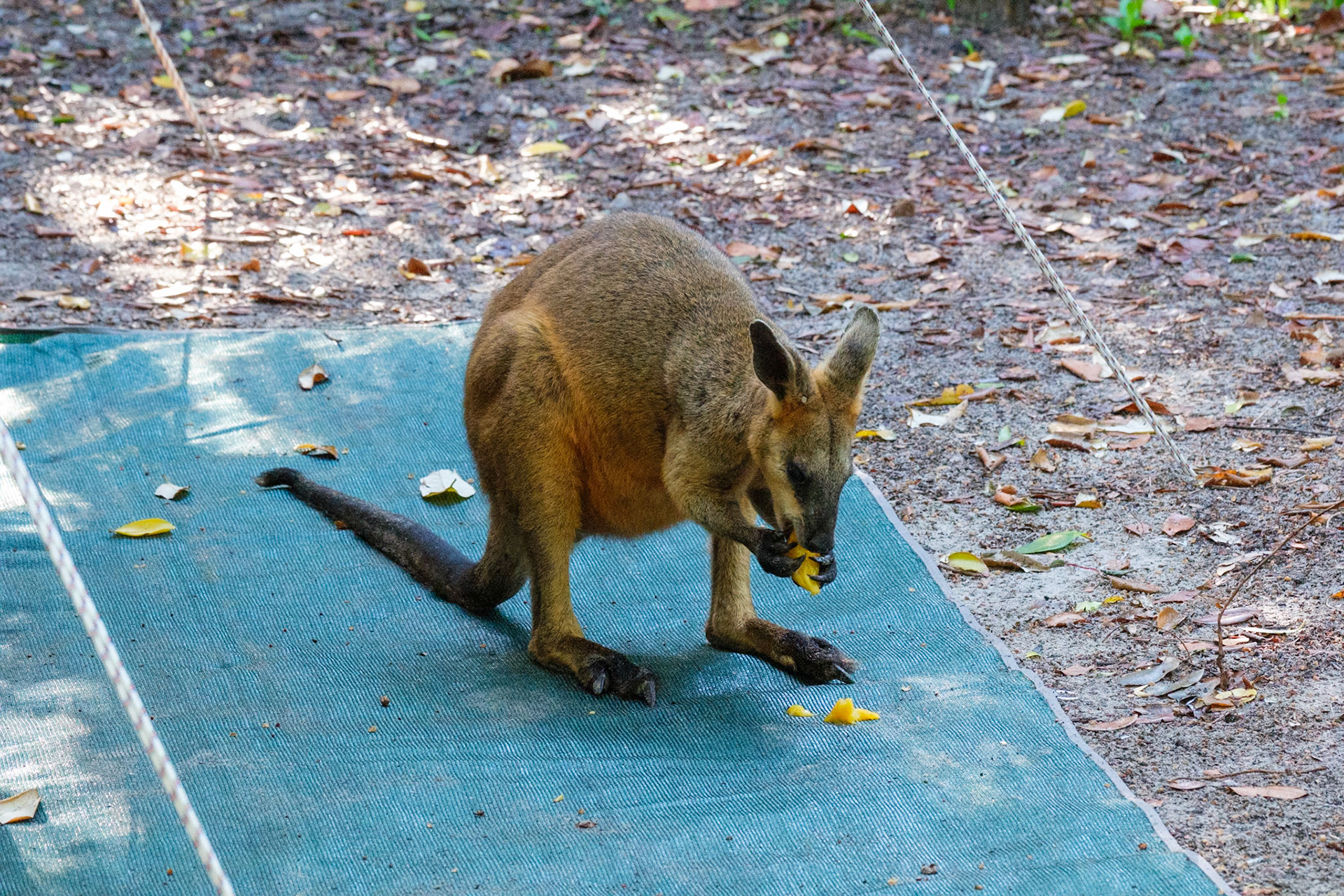A wallaby visits our campsite