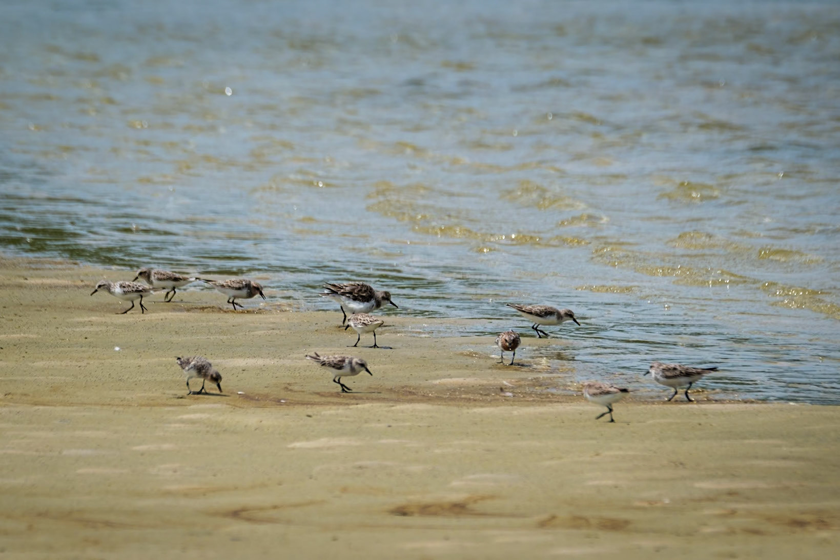 Red-Capped Plovers at North Point, Moreton Island