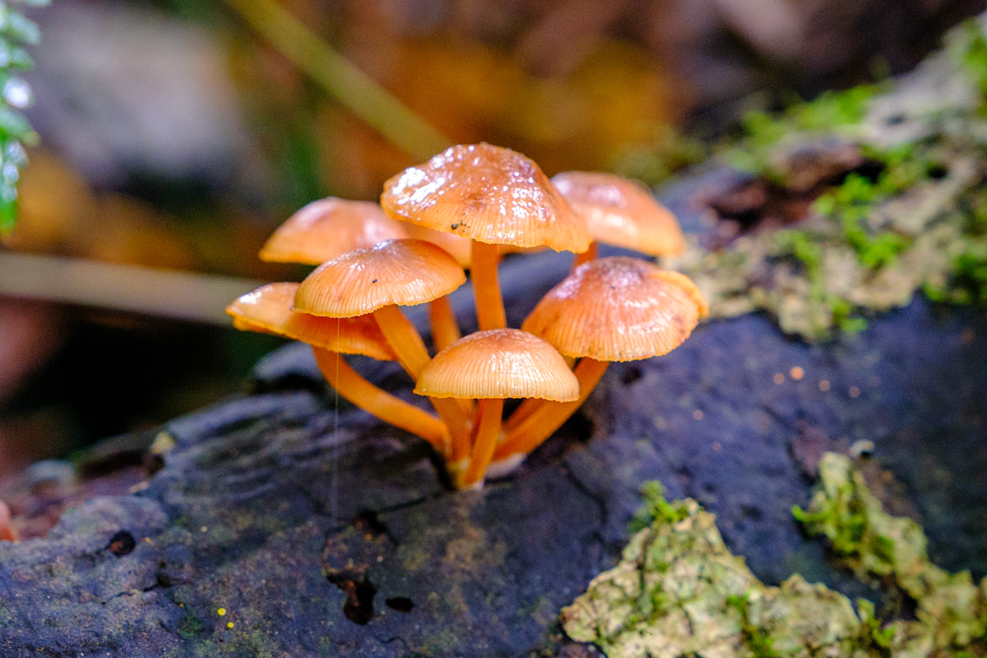 Fungi on the Paradise Falls walk
