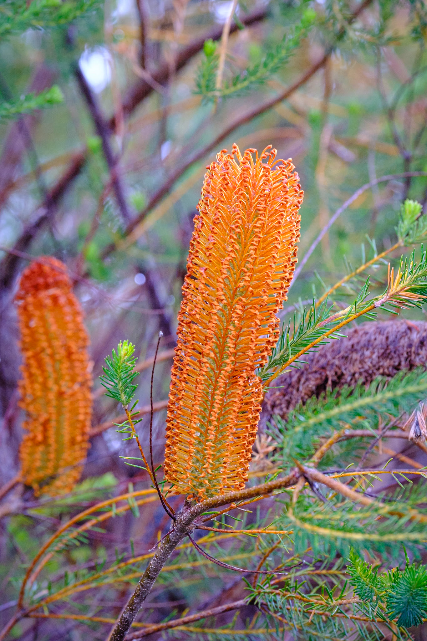 At Minbanba-Black Rocks - Banksia