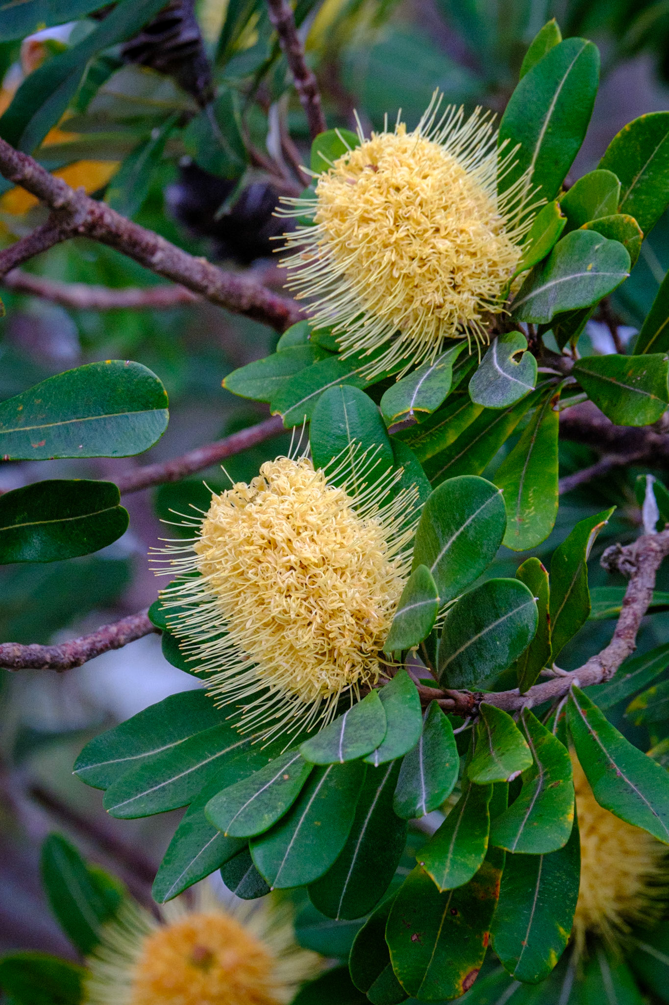 At Minbanba-Black Rocks - Banksia