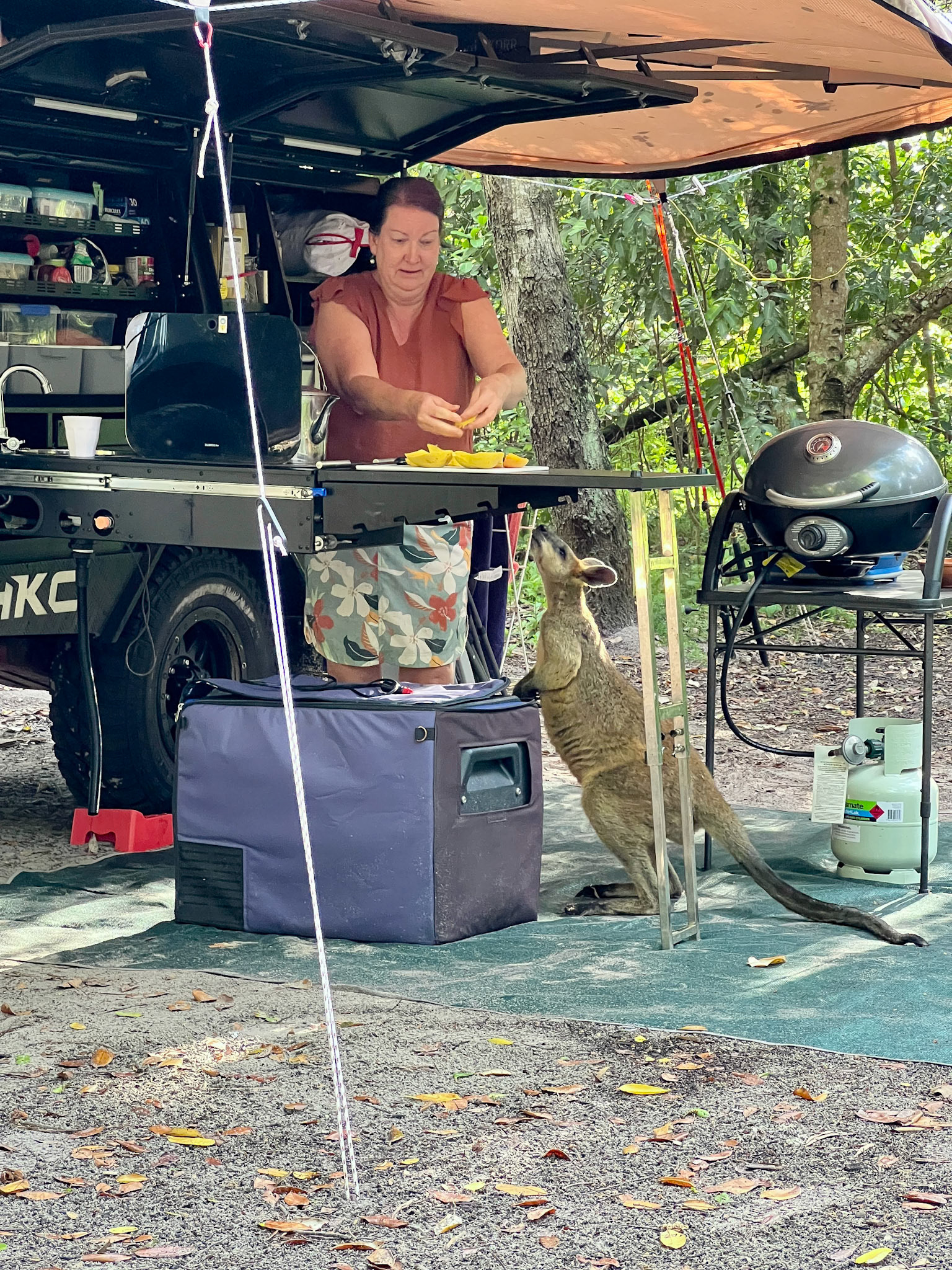A wallaby visits our campsite