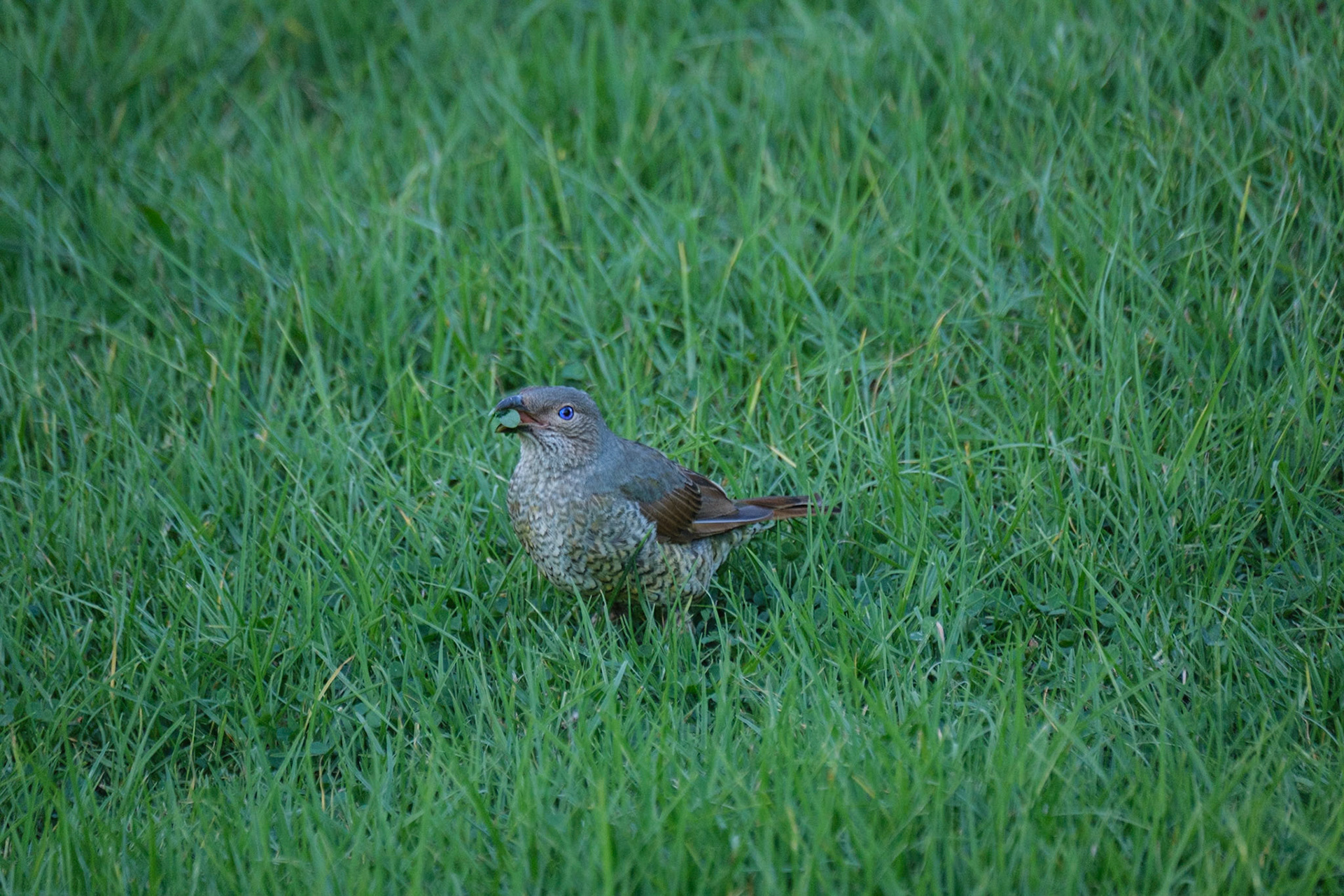 Bunya Mountains -Satin Bowerbird