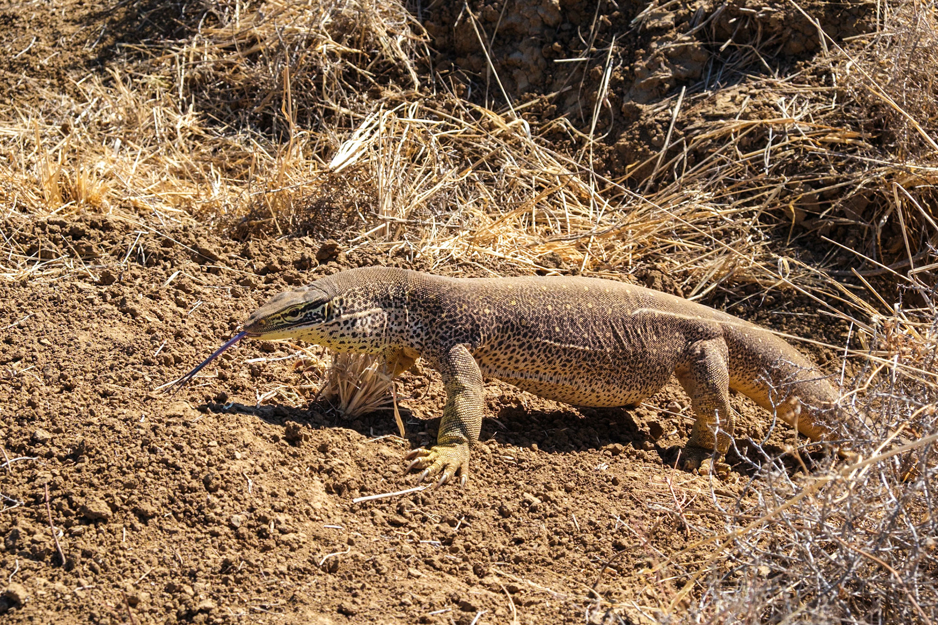 At Long Waterhole, Winton - Sand Goanna