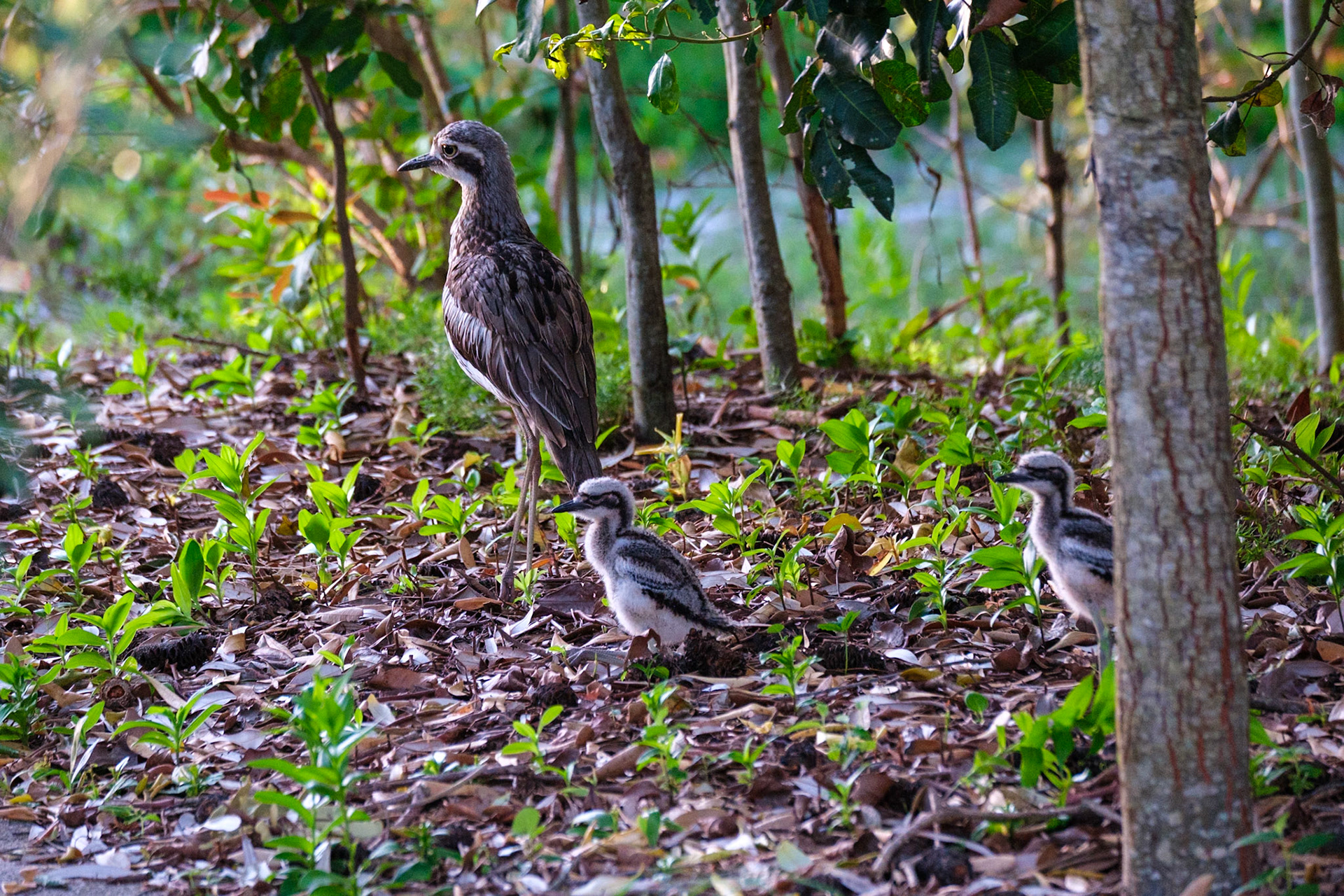 Bush Stone Curlew & chicks - Bribie Island National Park