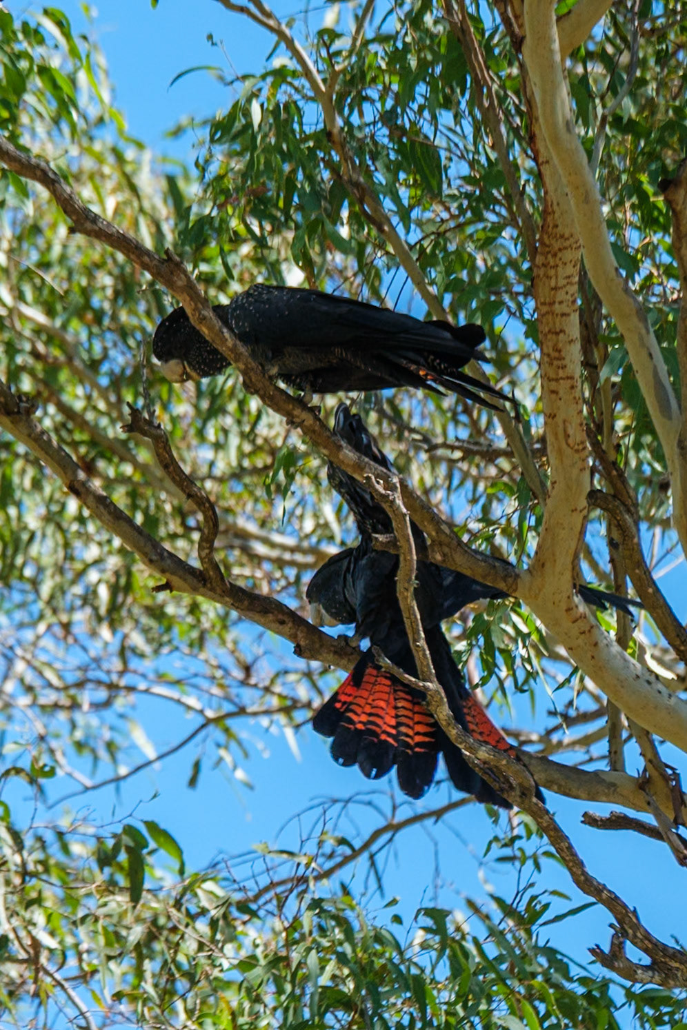 Red-Tailed Black Cockatoo - Cania Gorge
