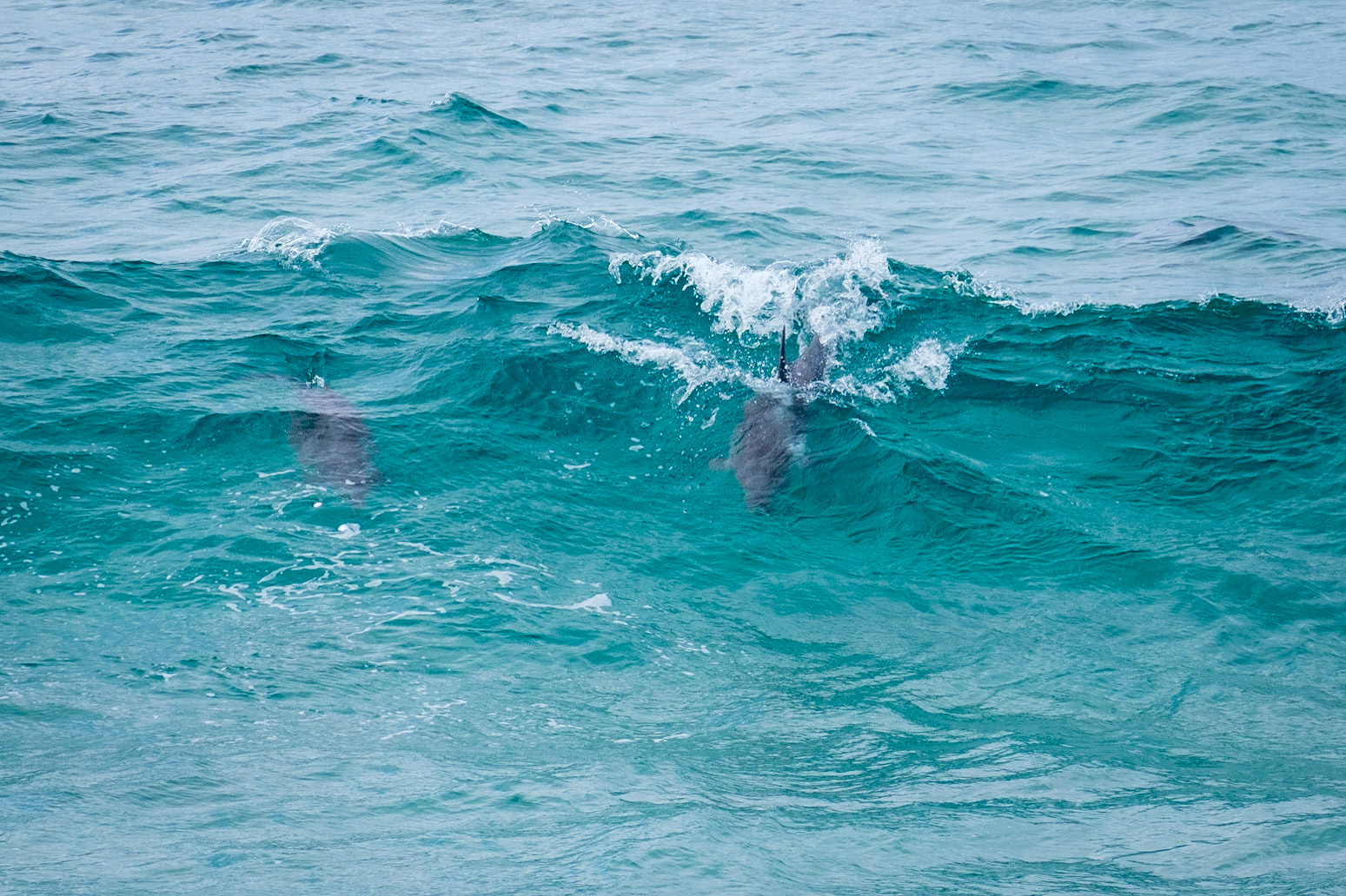 Dolphins at Fingal Head