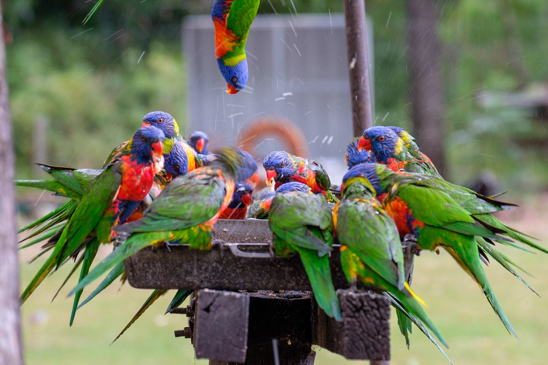 Rainbow Lorikeets
