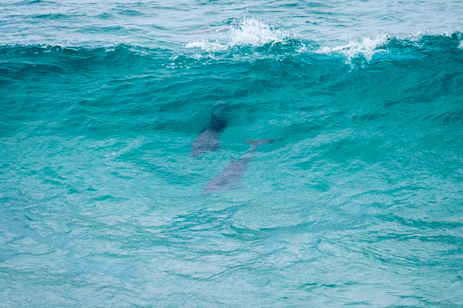 Dolphins at Fingal Head