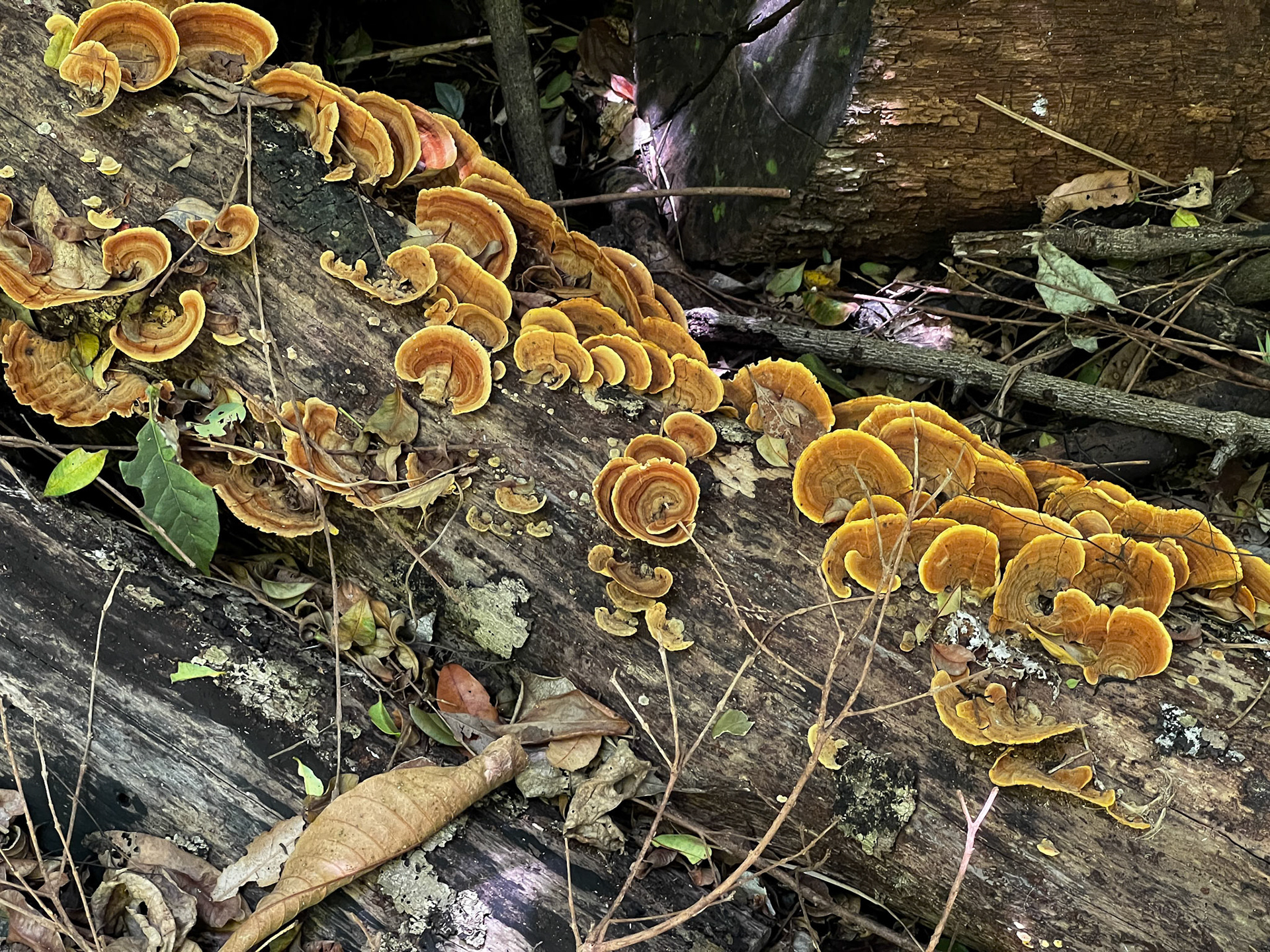 Bunya Mountains - Munros Camp Walk