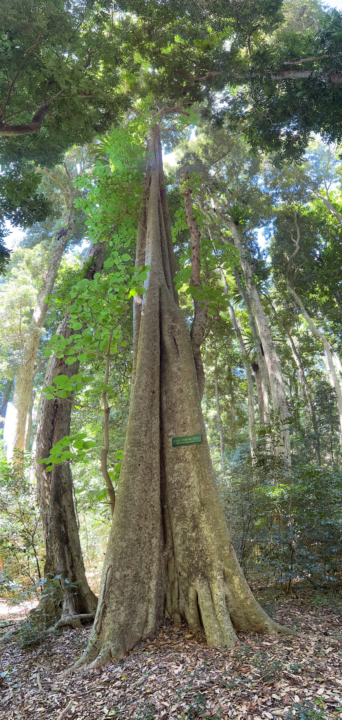 Bunya Mountains - Giant Stinging Tree