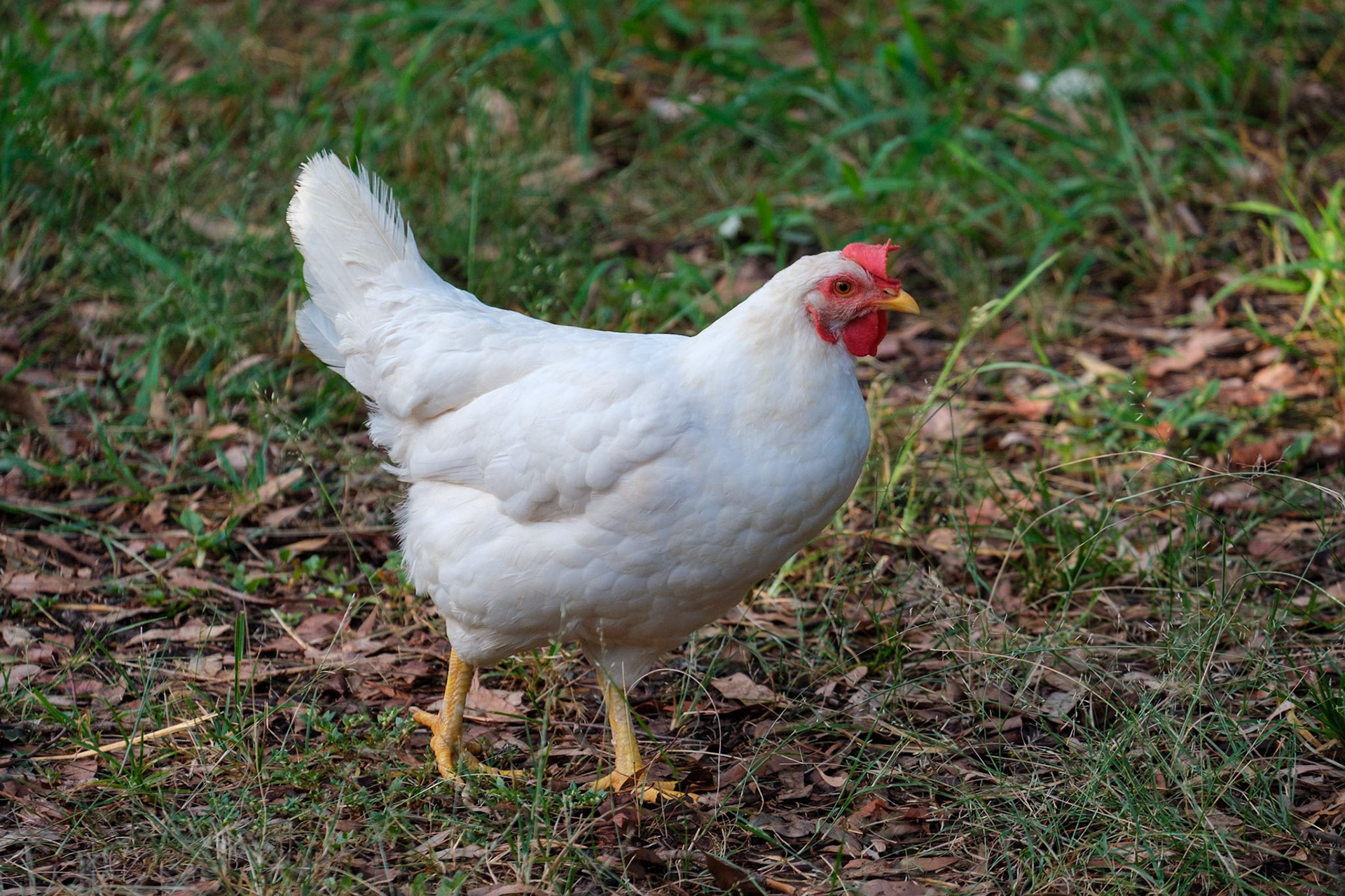 Overnight freecamp at Coominglah State Forest - Chickens roaming free