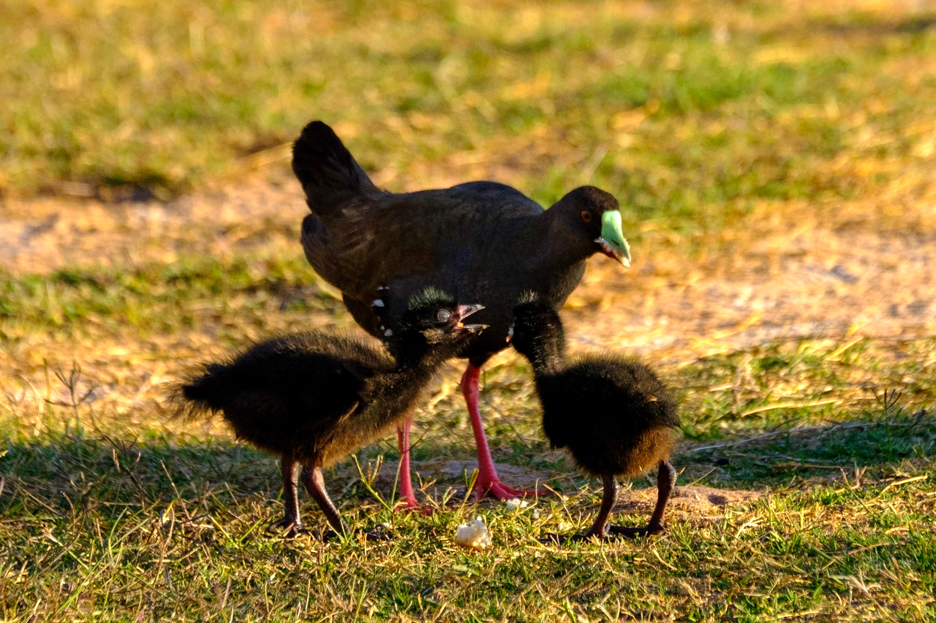 At Lara Wetlands - Black-tailed Nativehen & Chicks