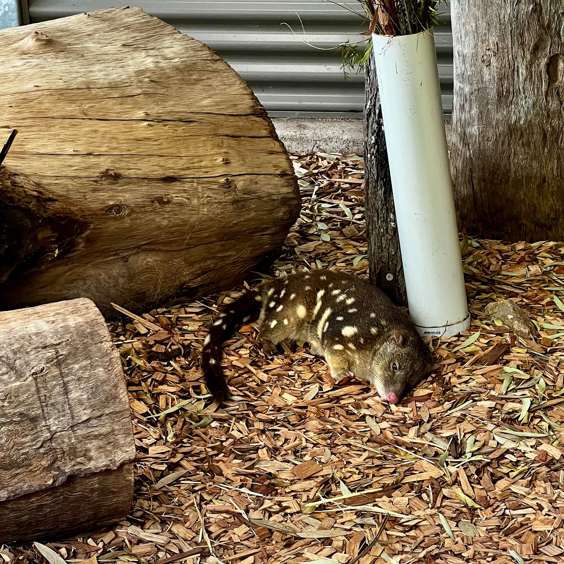 At the Alexandra Park Zoo - Spotted Quoll