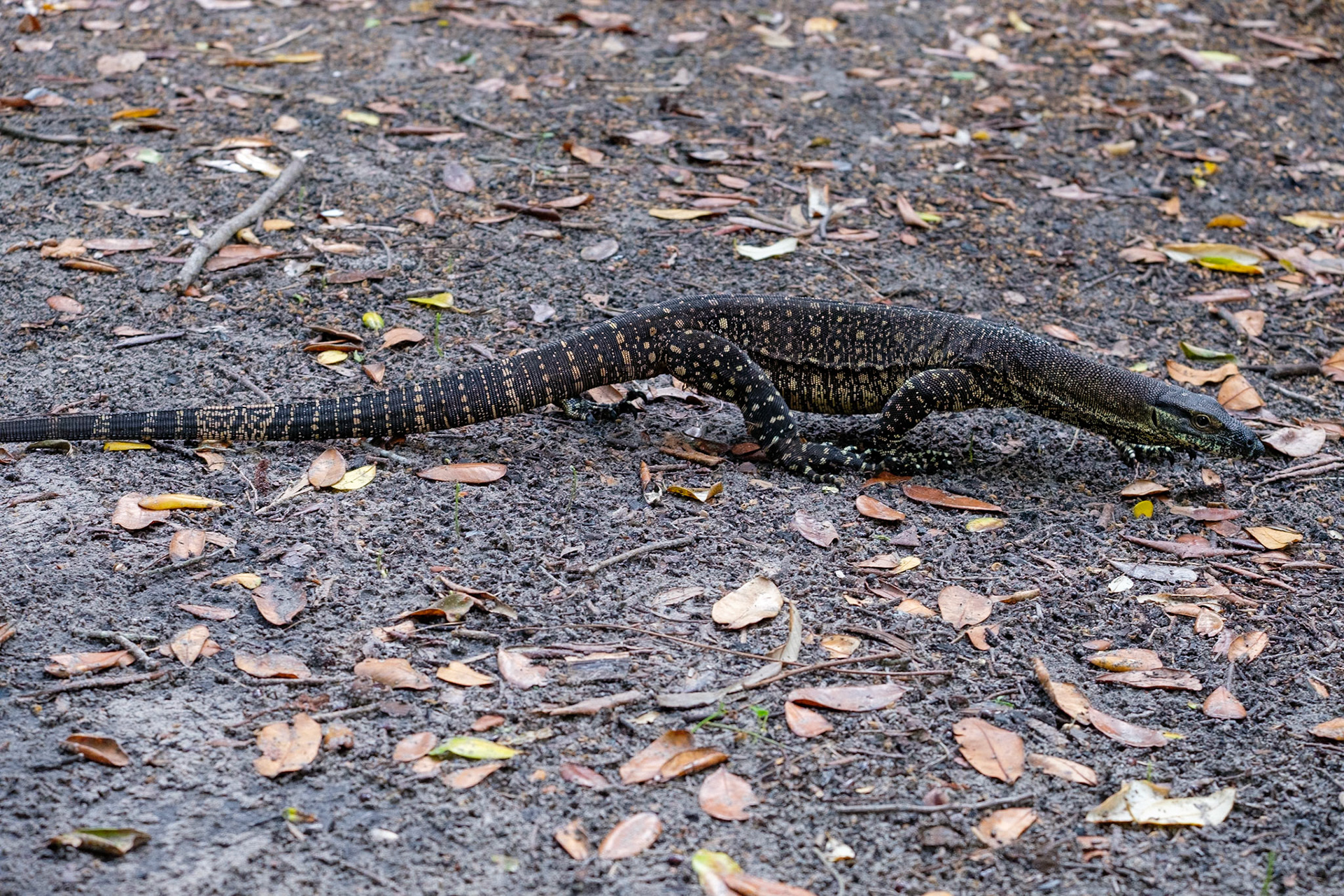 A goanna wanders through