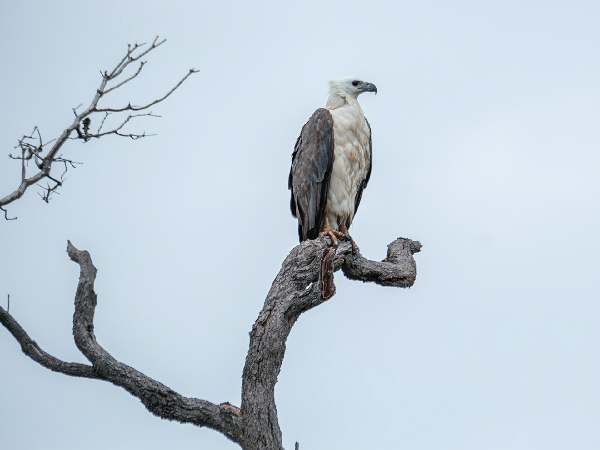 White Bellied Sea Eagle - Bribie Island National Park