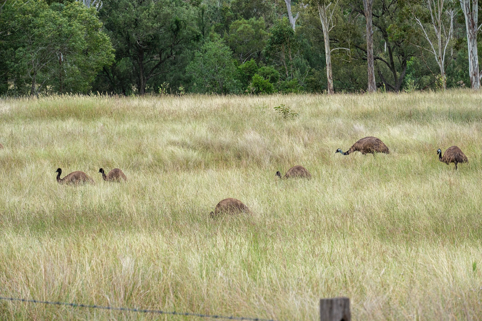 Emus near Monto