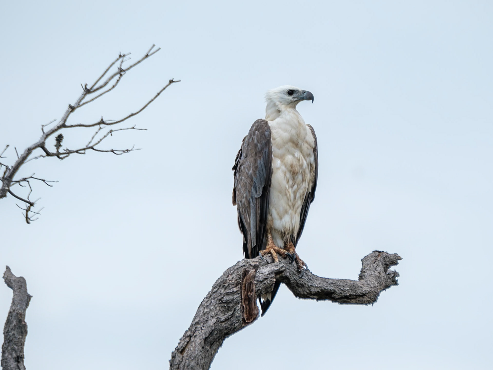 White Bellied Sea Eagle - Bribie Island National Park