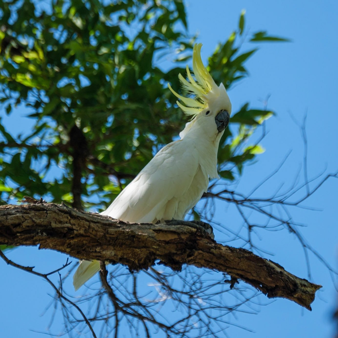 Sulphur-Crested Cockatoo - Cania Gorge