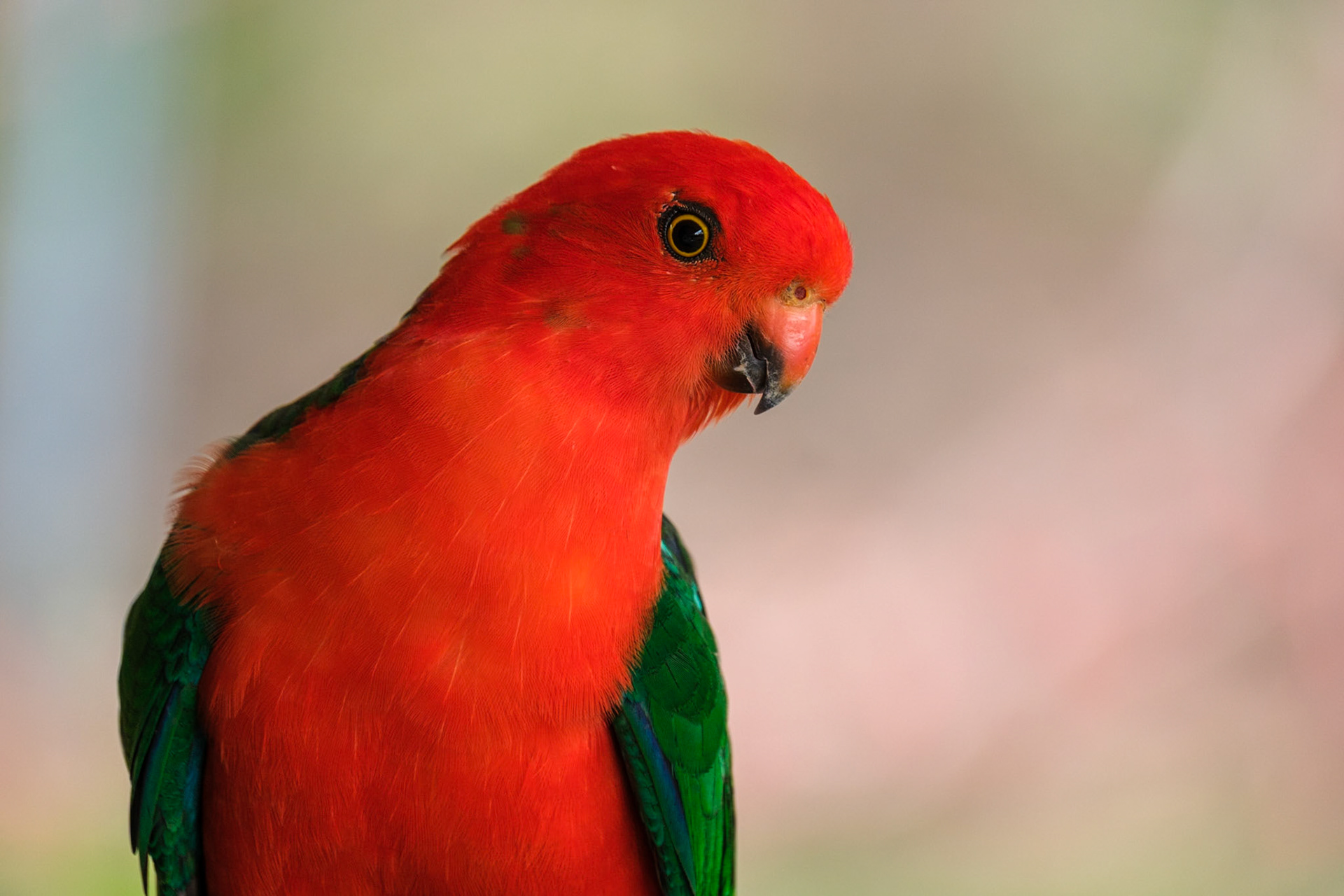 King Parrot - Cania Gorge