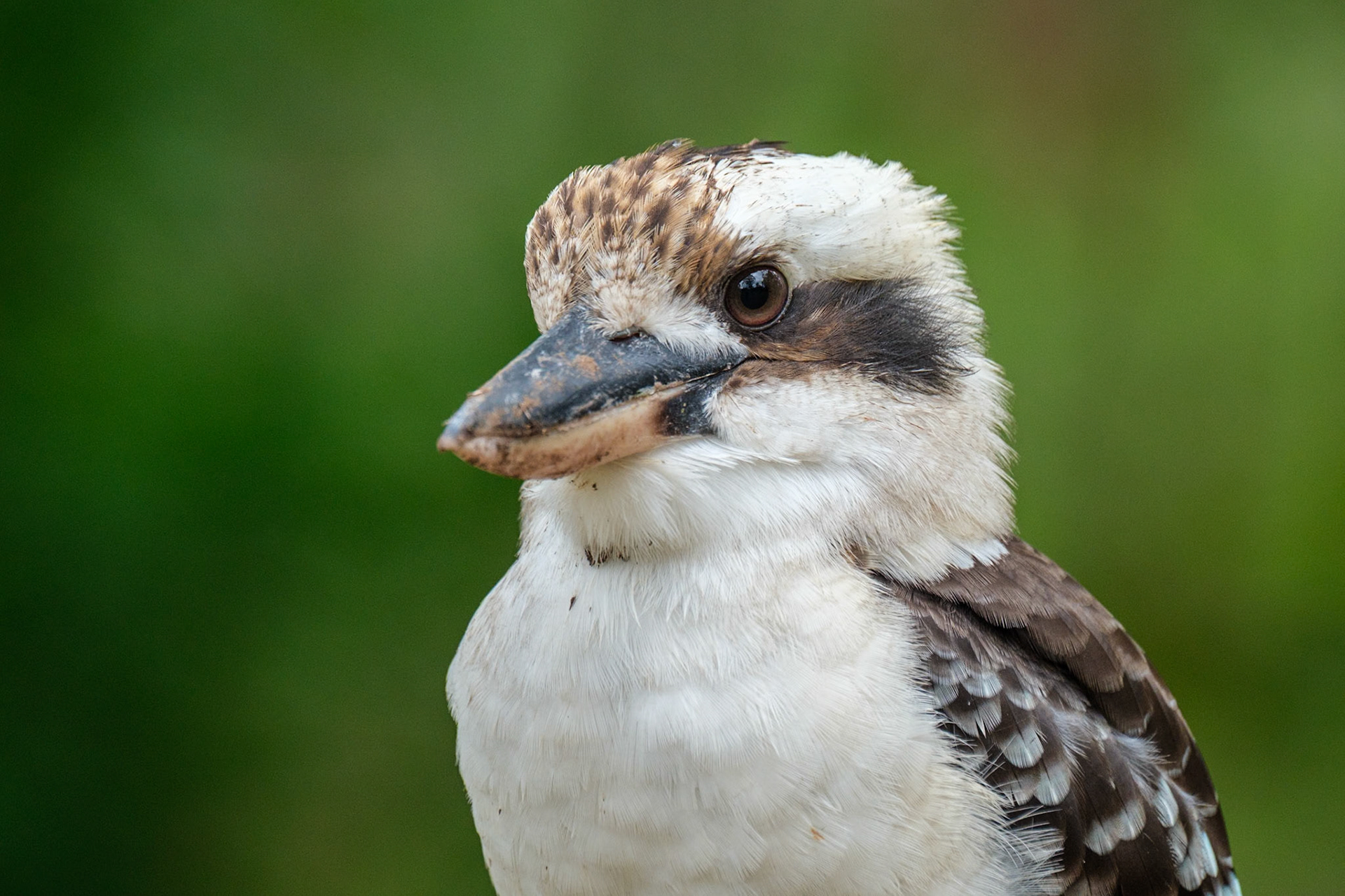Kookaburra - Cania Gorge