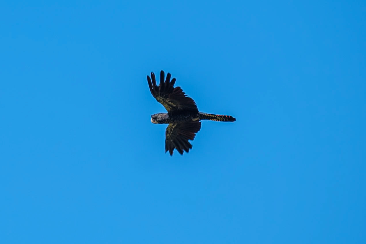 Red-Tailed Black Cockatoo - Cania Gorge