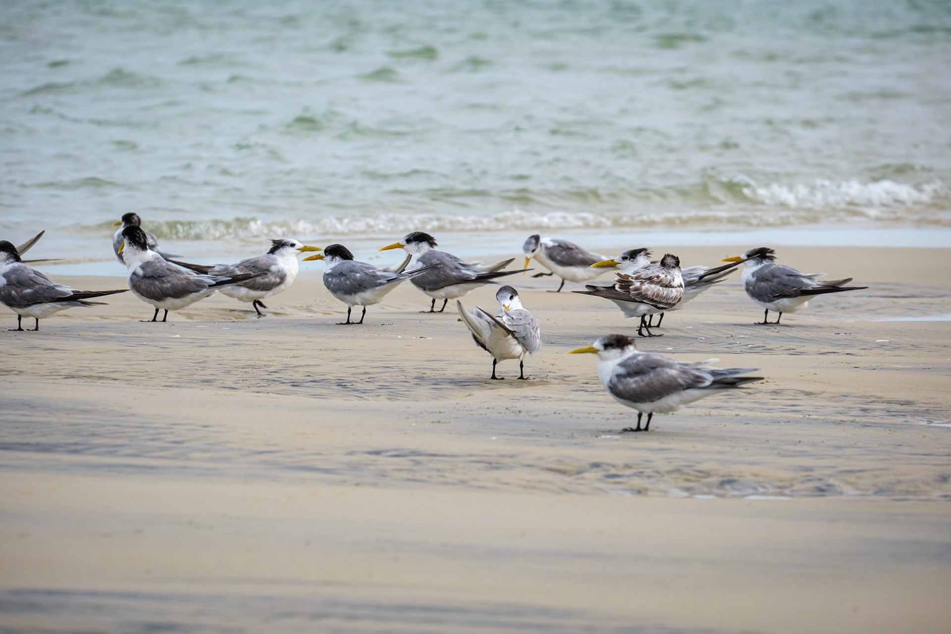 Terns - Moreton Island