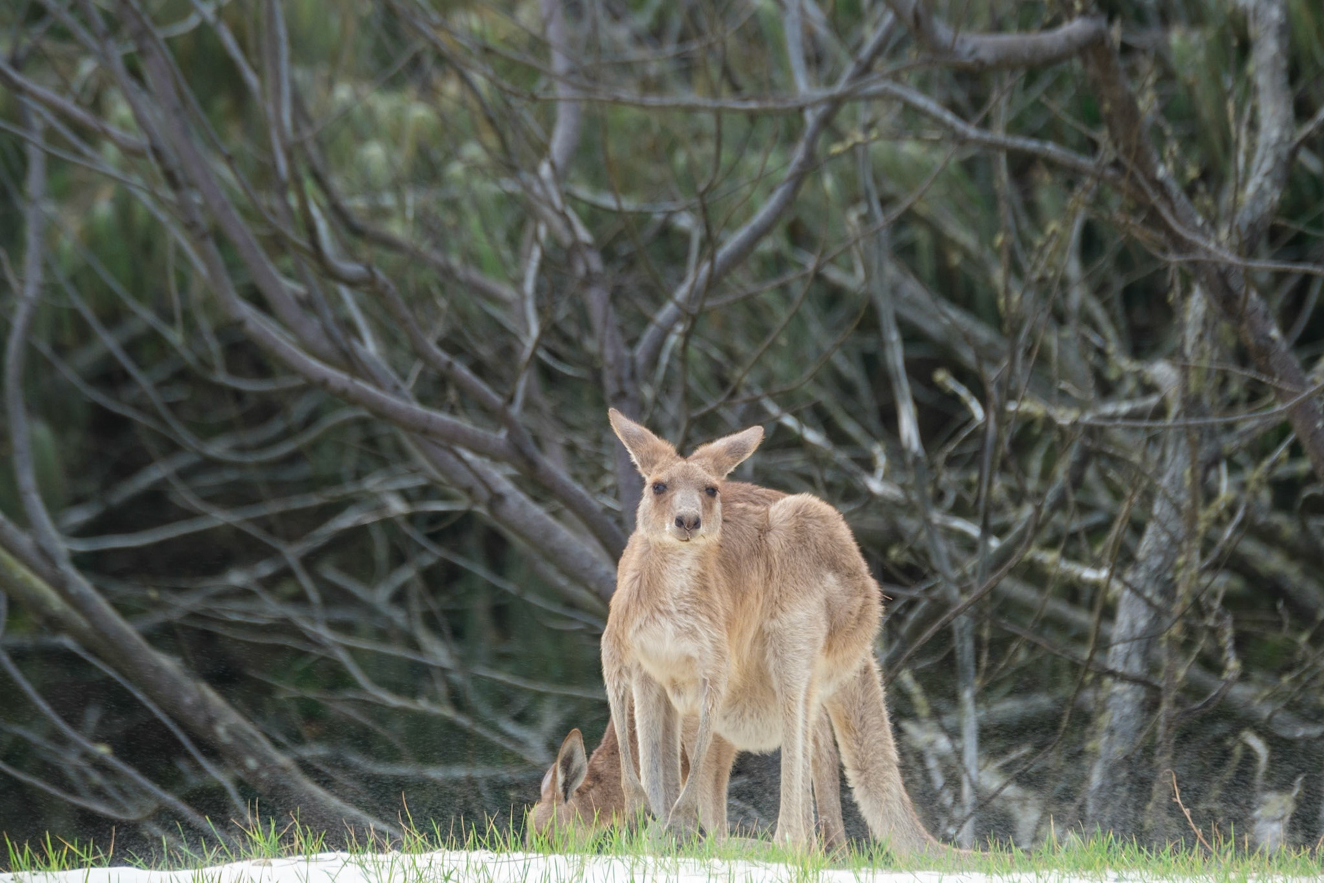 Kangaroos on the beach - Bribie Island National Park