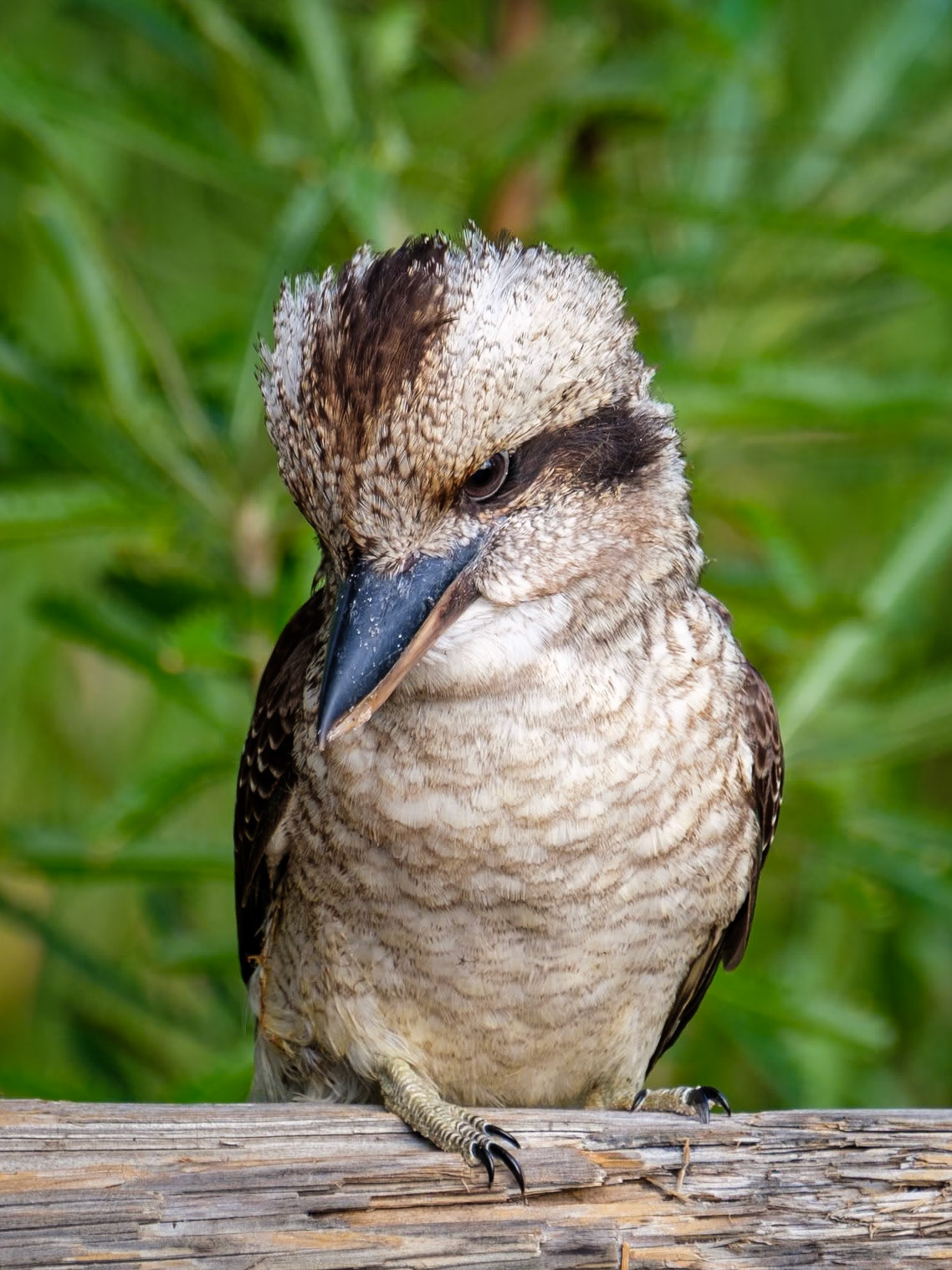 Kookaburra - Moreton Island