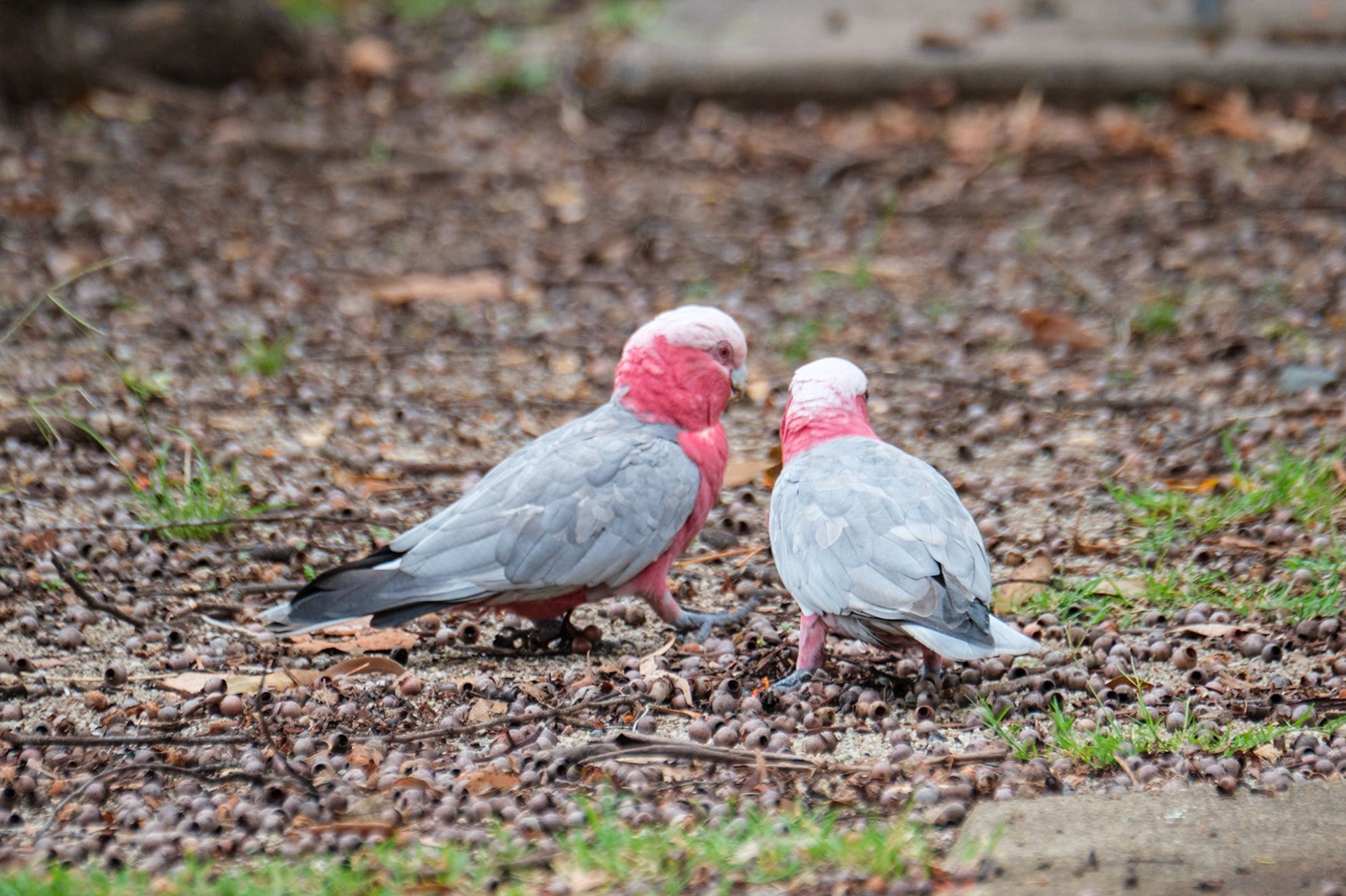 Galahs - Cania Gorge