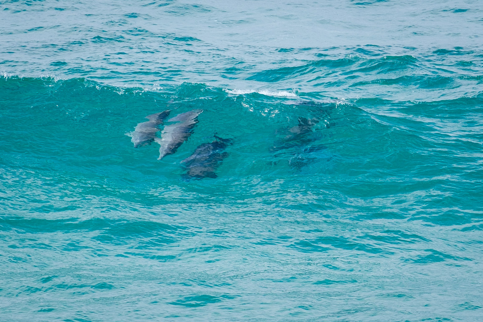 Dolphins at Fingal Head