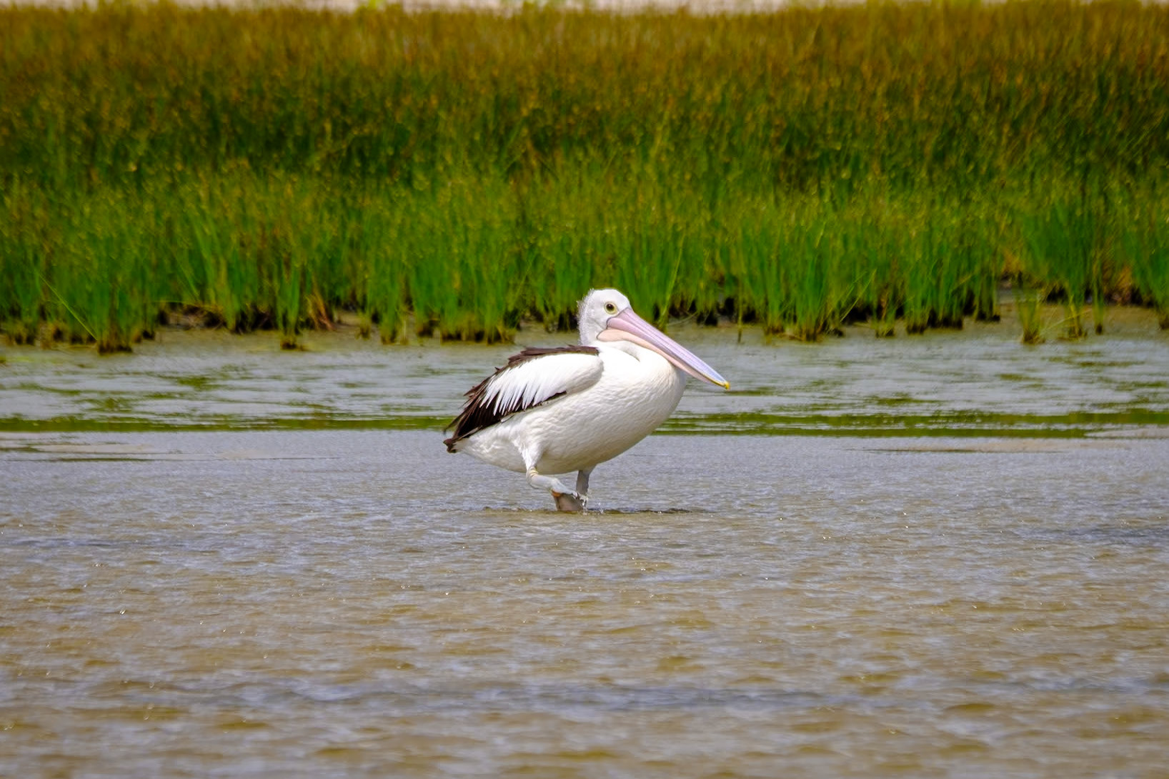 Pelicans at North Point, Moreton Island