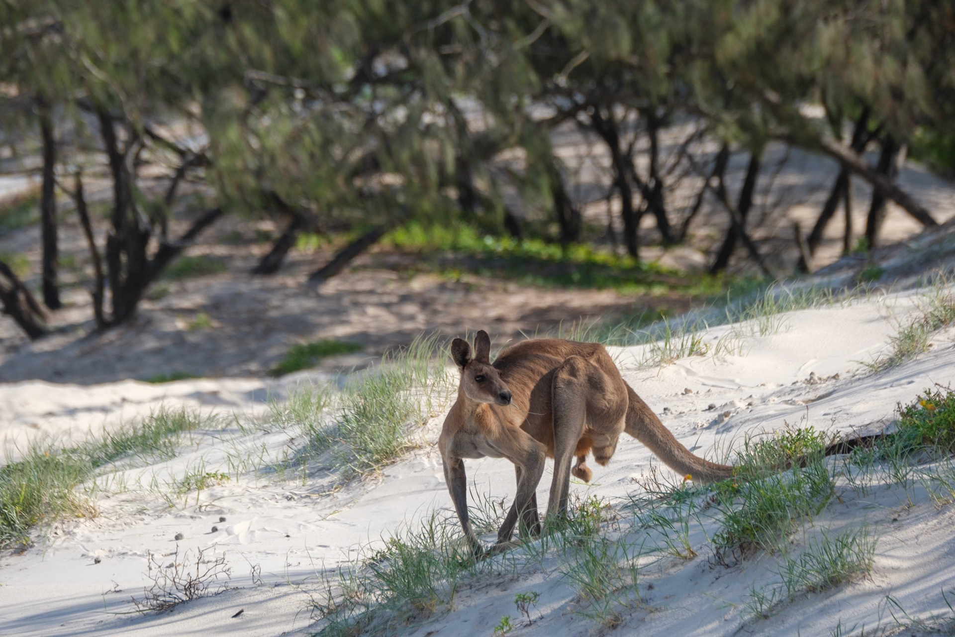 Kangaroos on the beach - Bribie Island National Park