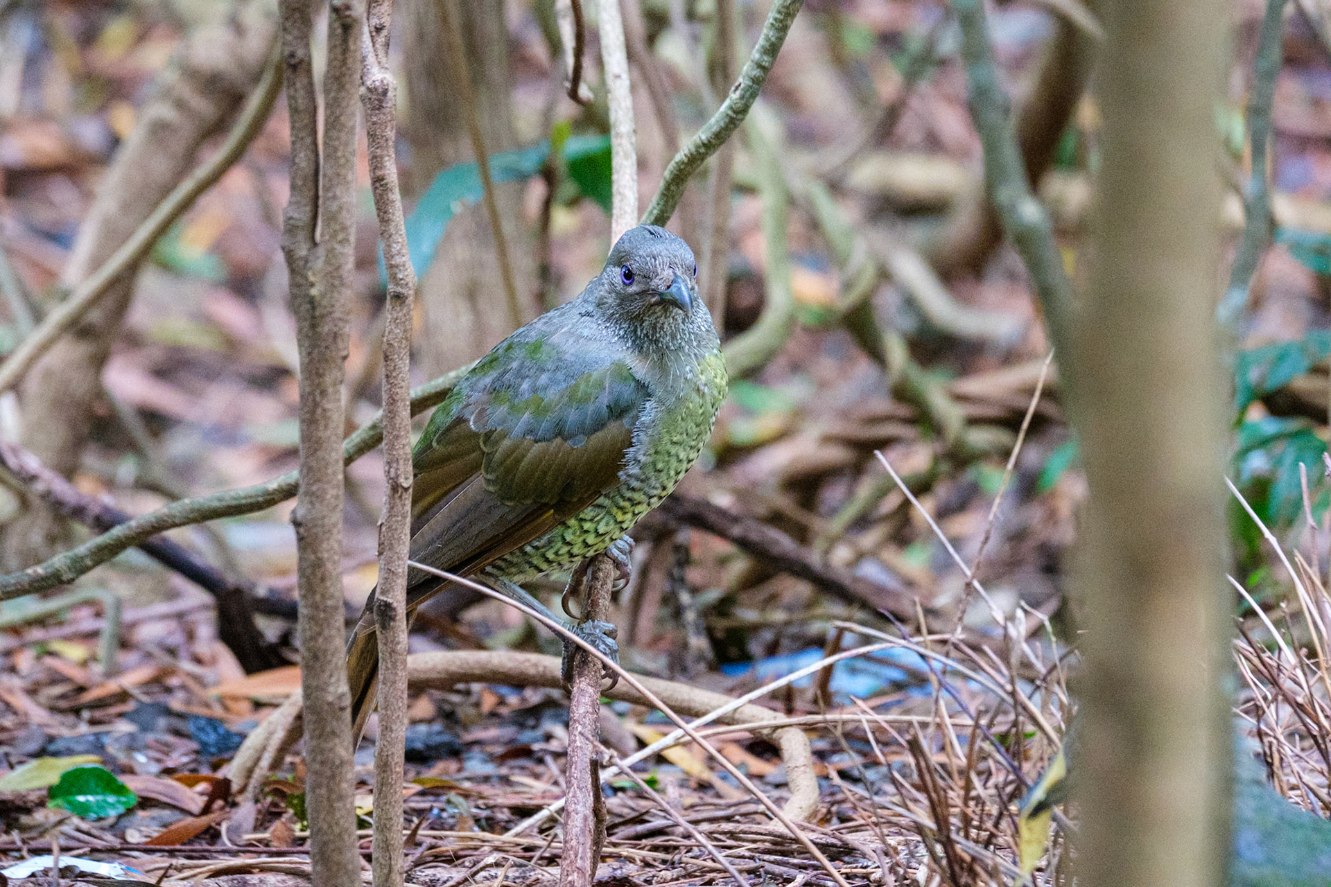 Female Satin Bowerbird in the bower