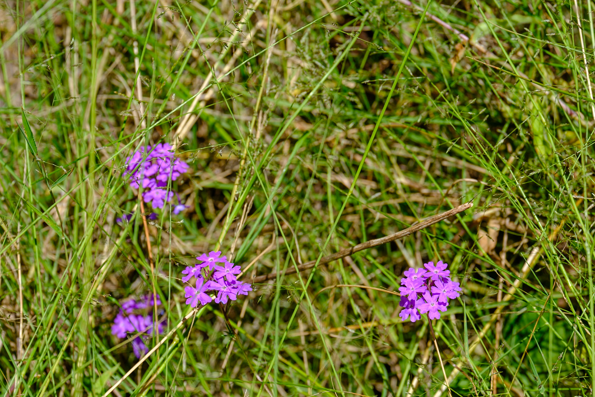 Bunya Mountains - Munros Camp Walk
