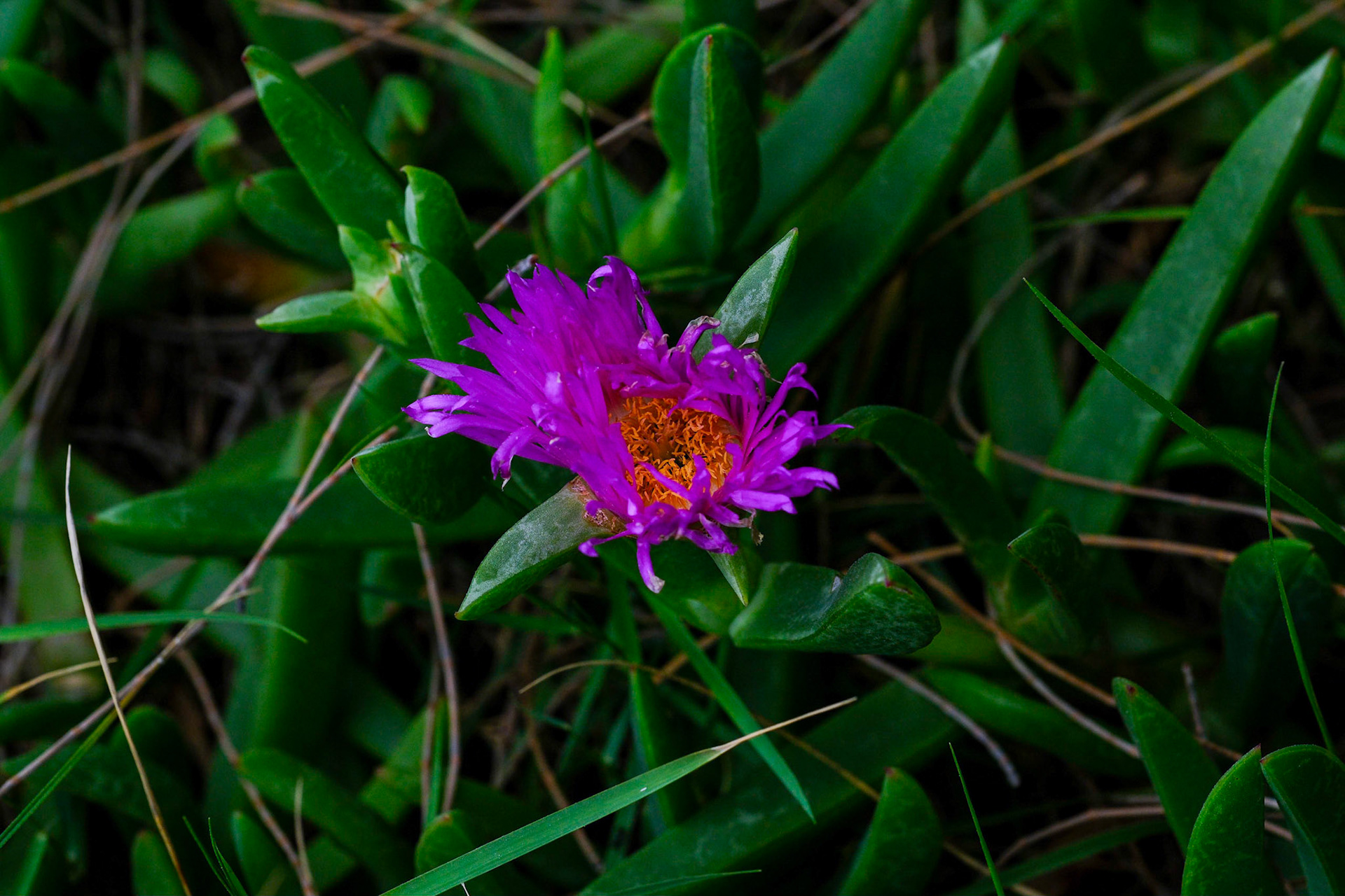 Pigface in the Dunes - Teewah Beach