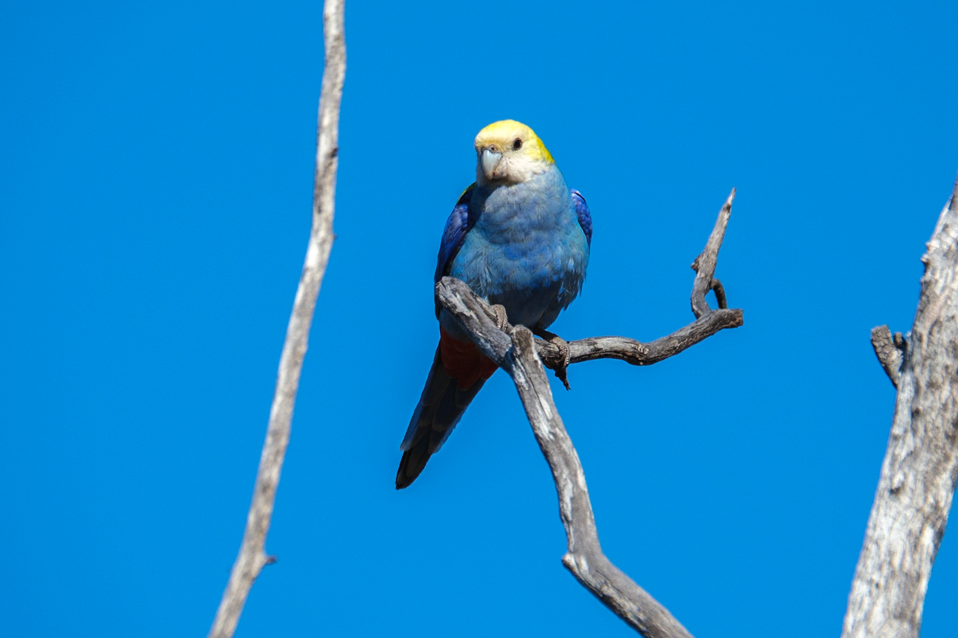At Lara Wetlands - Pale-headed Rosella
