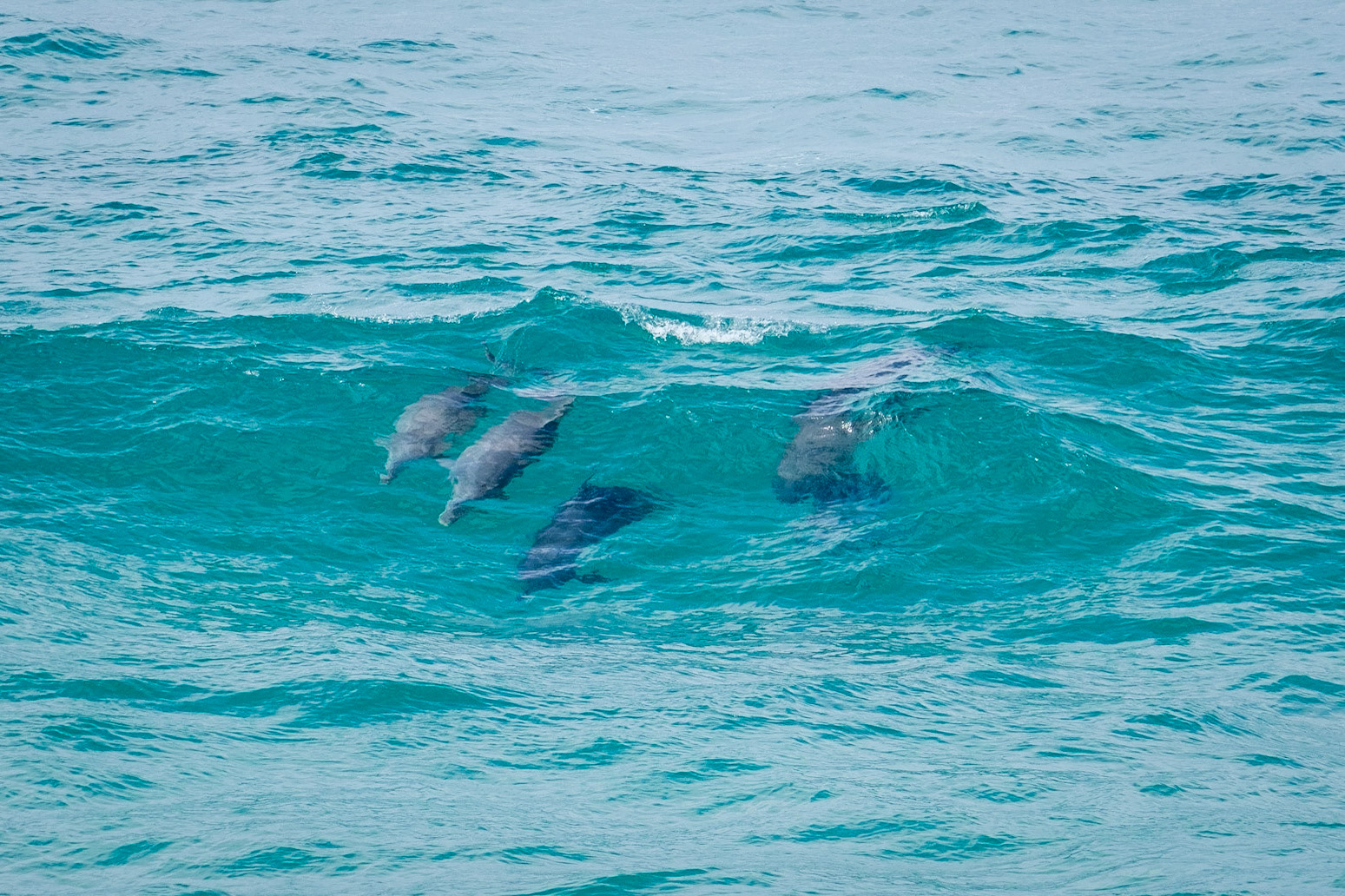 Dolphins at Fingal Head