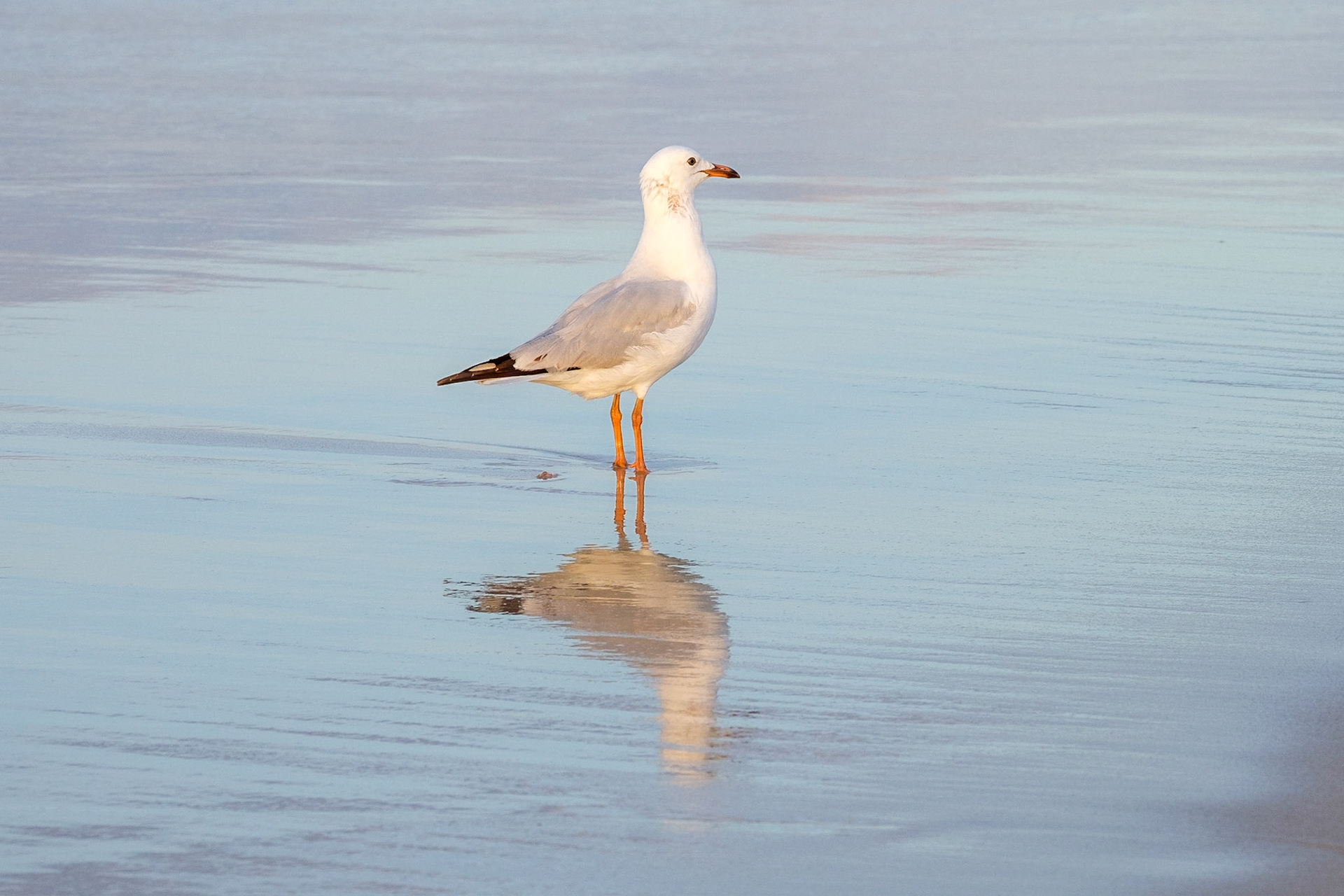Seagull on Fingal Head beach