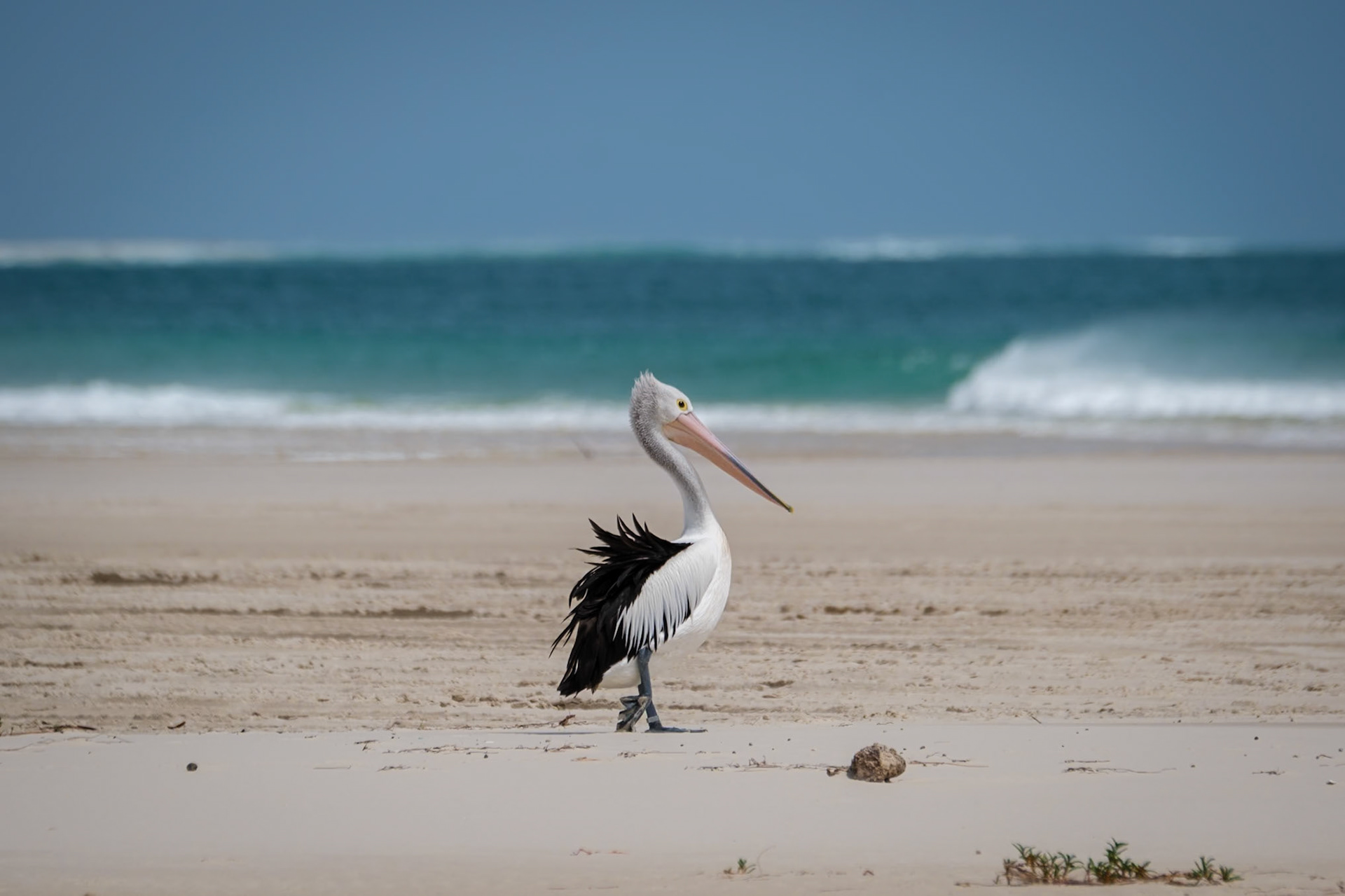 Pelicans at North Point, Moreton Island